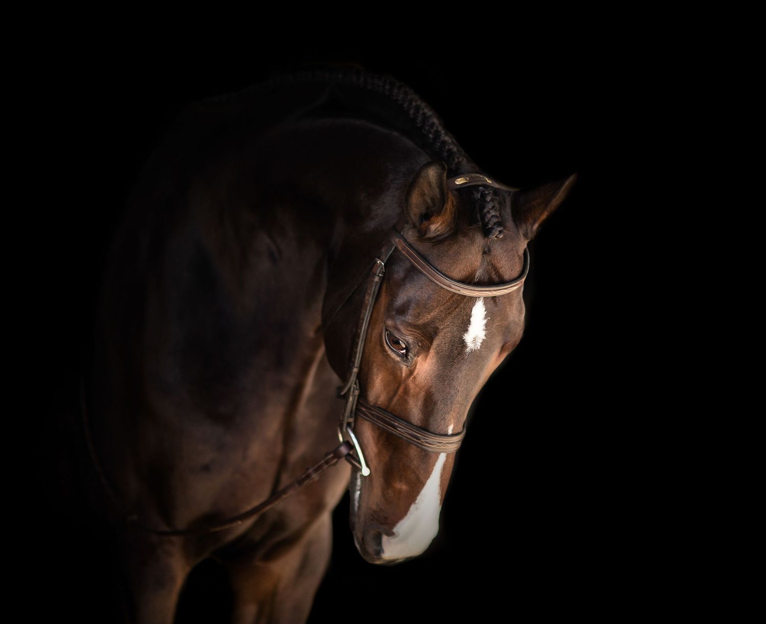 Dark moody portraits of horses showing facial profiles against black background.