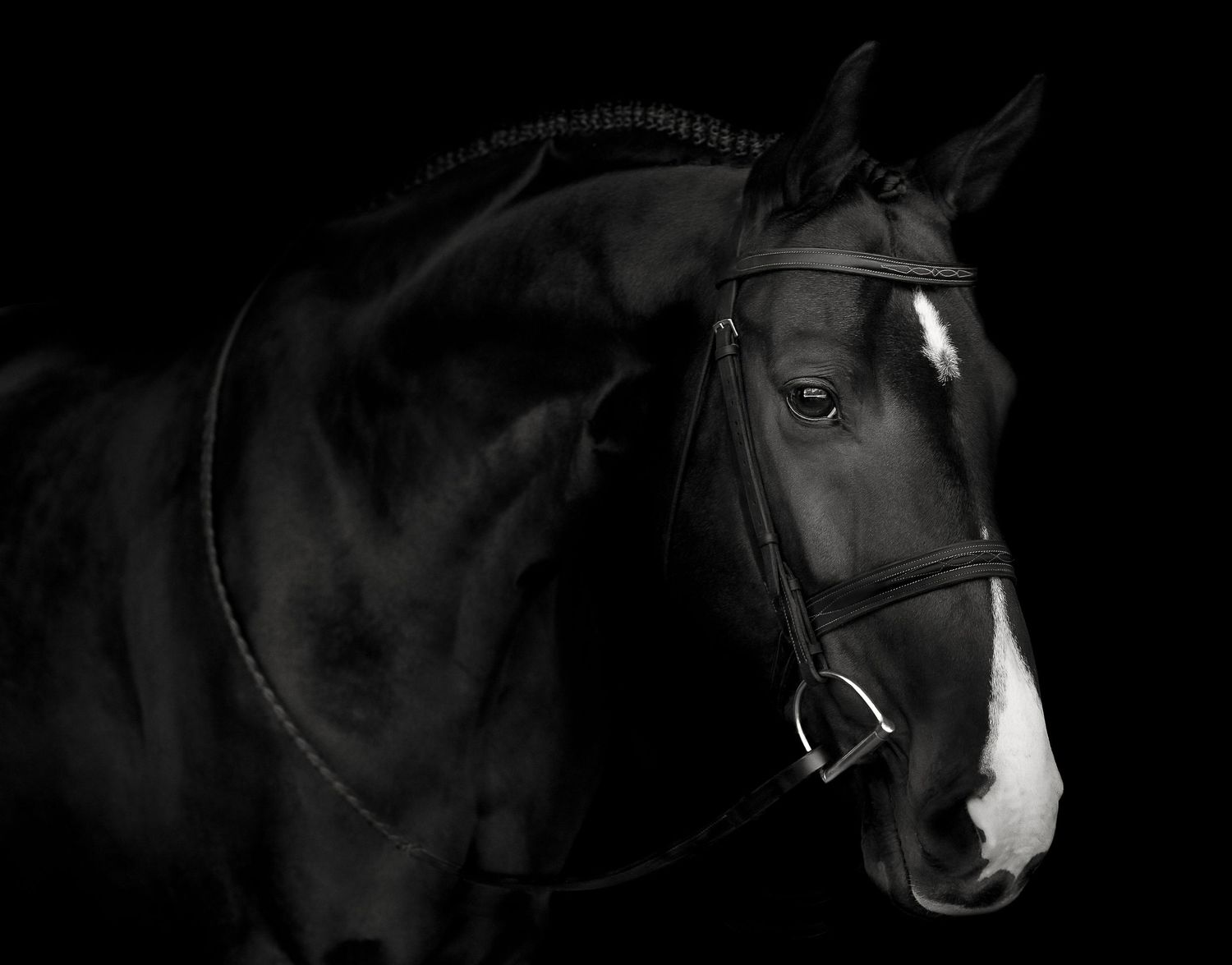 Artistic black and white profile shots of horse heads with dramatic shadows.