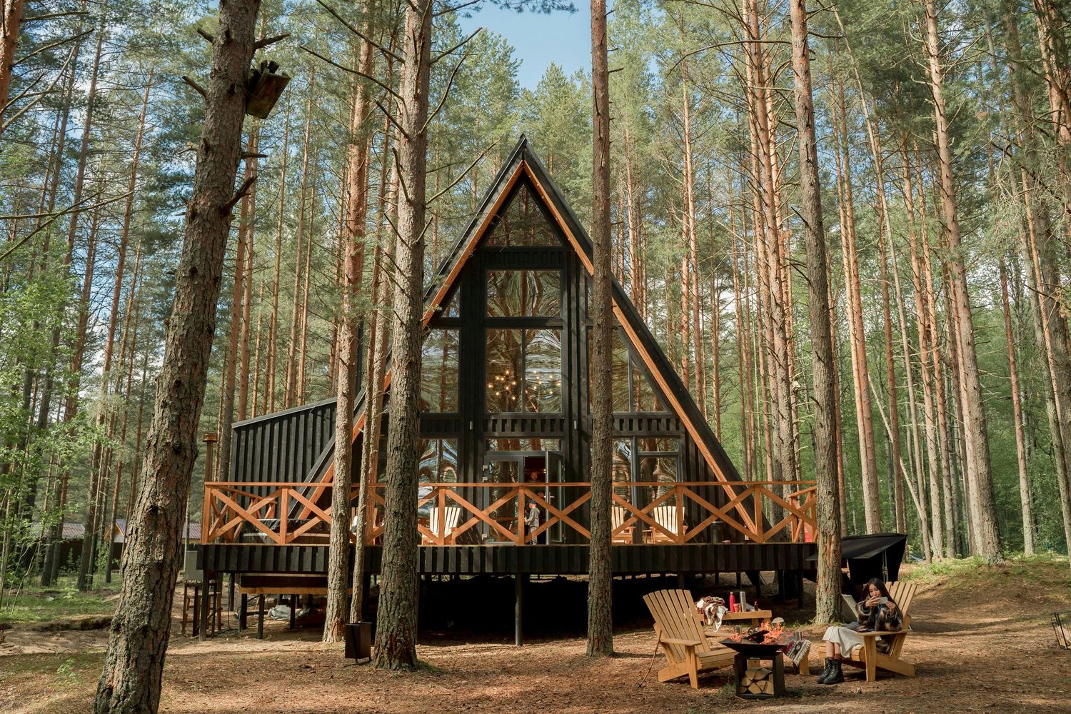 Panoramic view of A-frame cabins nestled among tall pine trees in a forest setting.