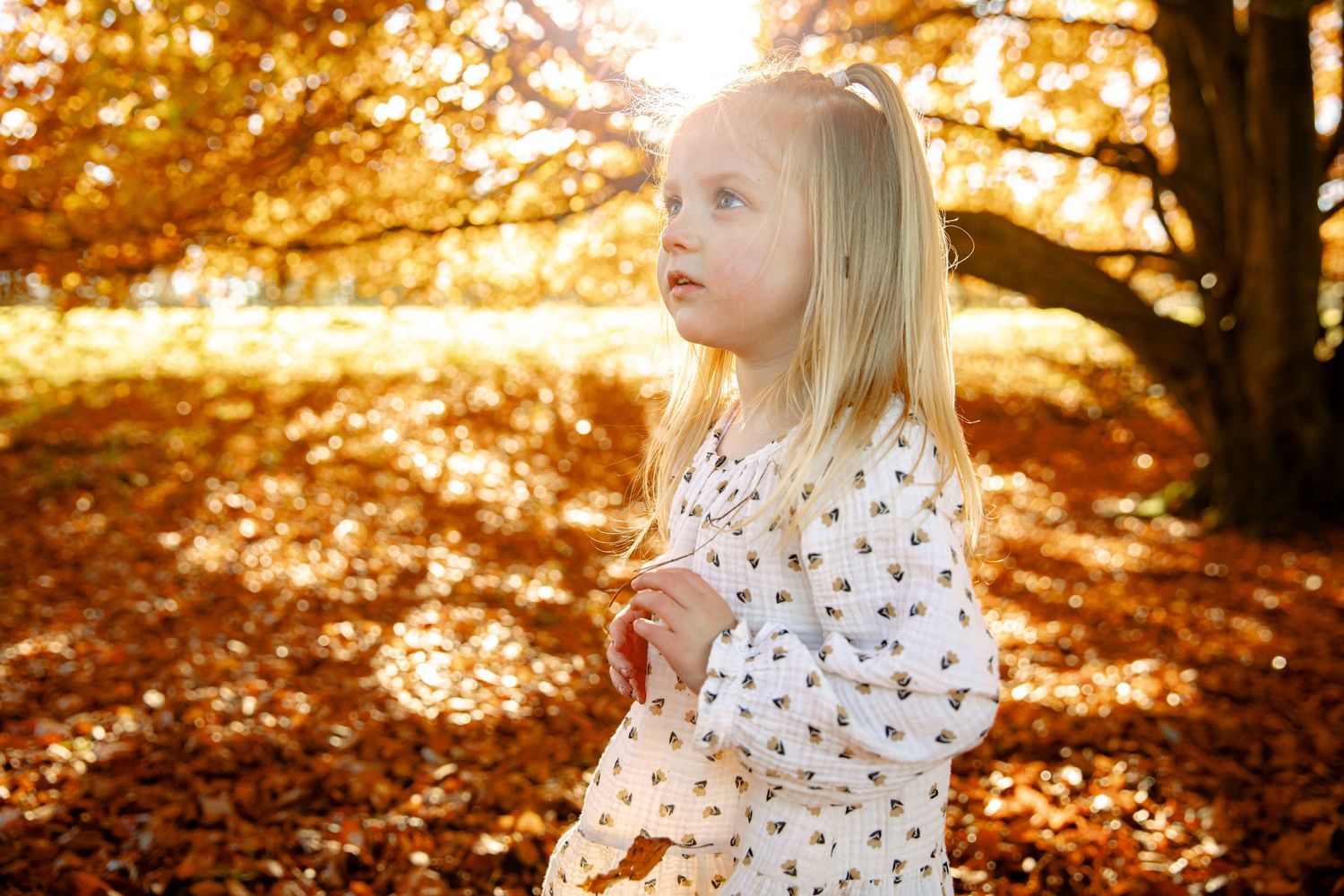 Outdoor Photoshoot Cannock Chase, Staffordshire, West Midlands, Birmingham