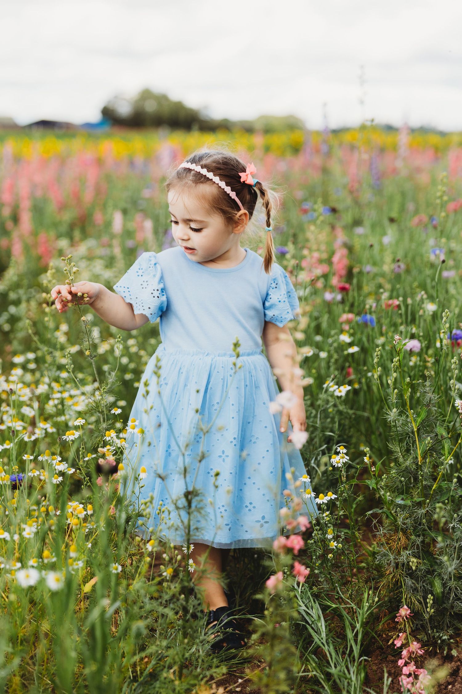 Shropshire Petal Fields Photoshoot Cannock, Staffordshire, West Midlands, Birmingham