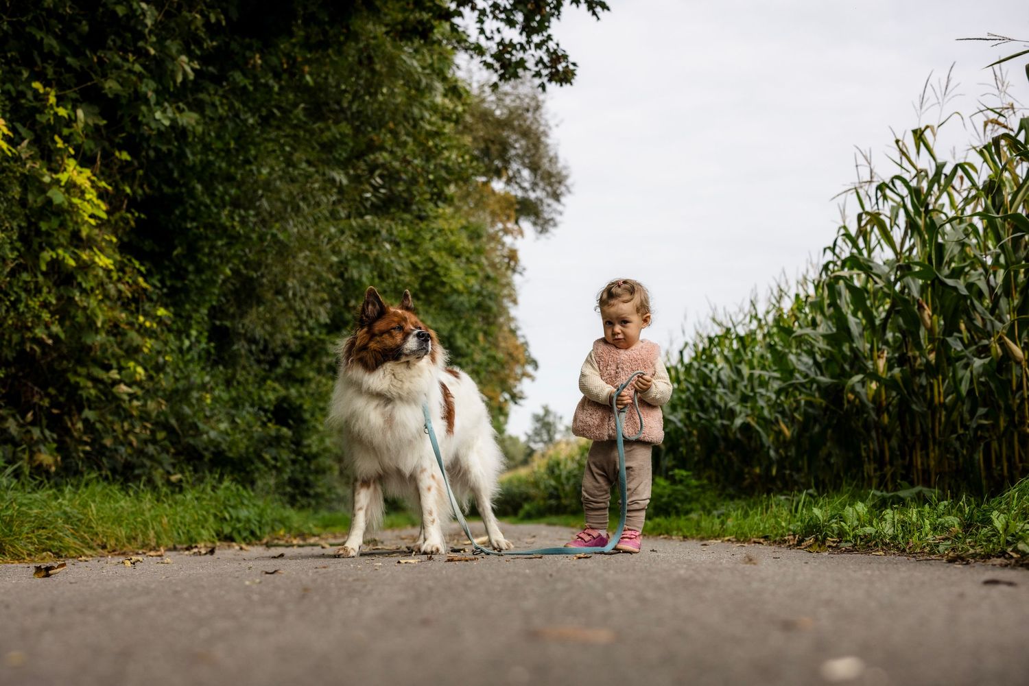 A dog and person walking together on a wooded path during a sunny day.