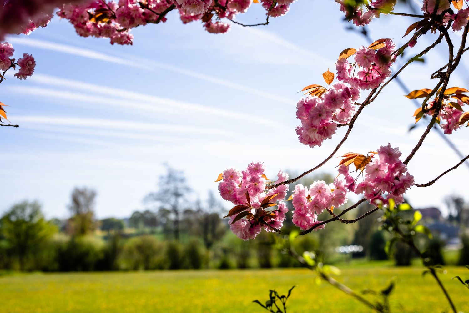 Pink cherry blossom branches frame a sunny green meadow under a bright blue sky with wispy clouds.