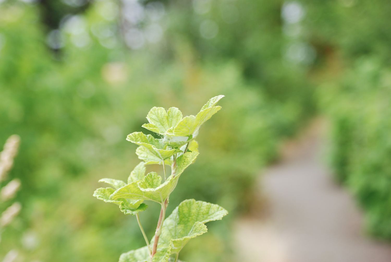 Fresh green leaves and foliage in soft natural lighting.