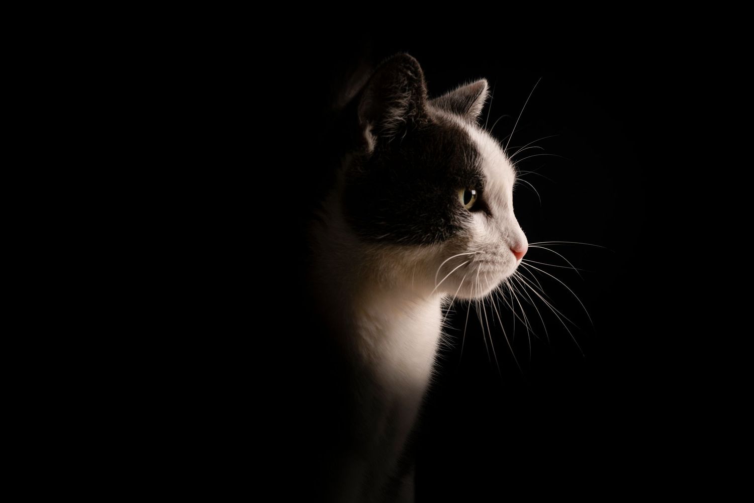 Roger Odermatt Porträt – natürliche Fotografie