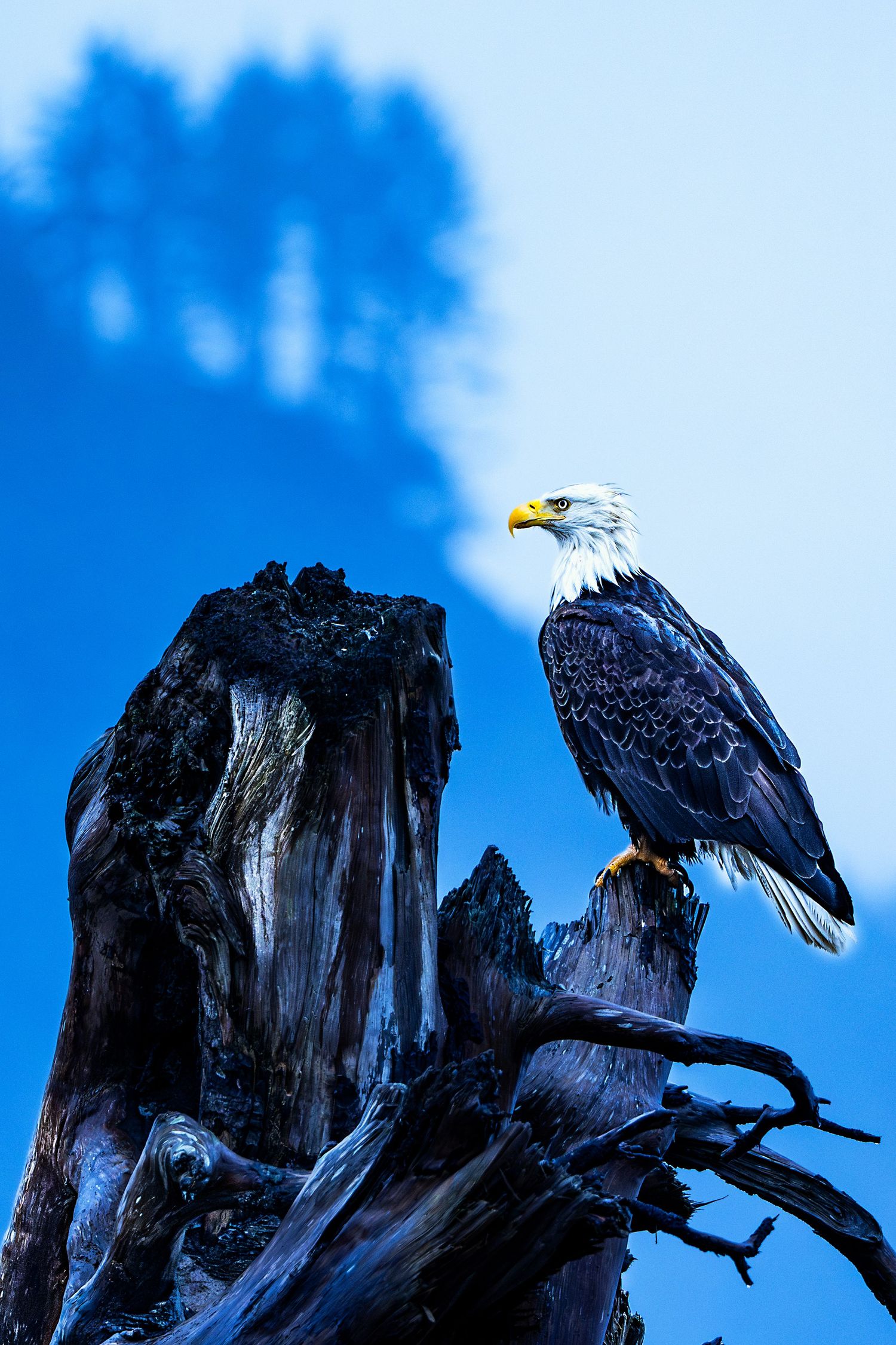 A majestic bald eagle perches on a weathered tree stump against a vibrant blue sky.