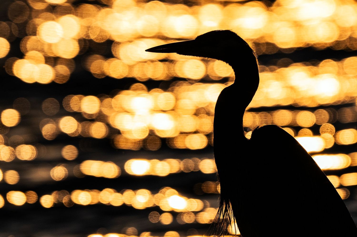 Silhouette of a great blue heron against golden bokeh light reflections on water at sunset.