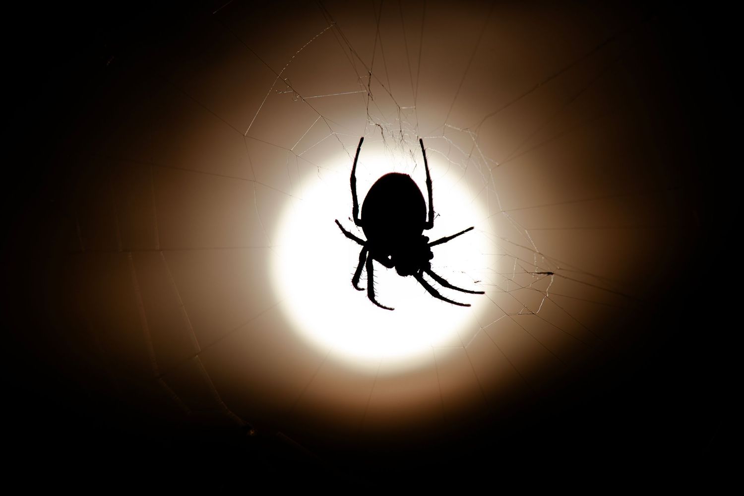 Spider silhouettes against a glowing full moon create an eerie Halloween atmosphere.