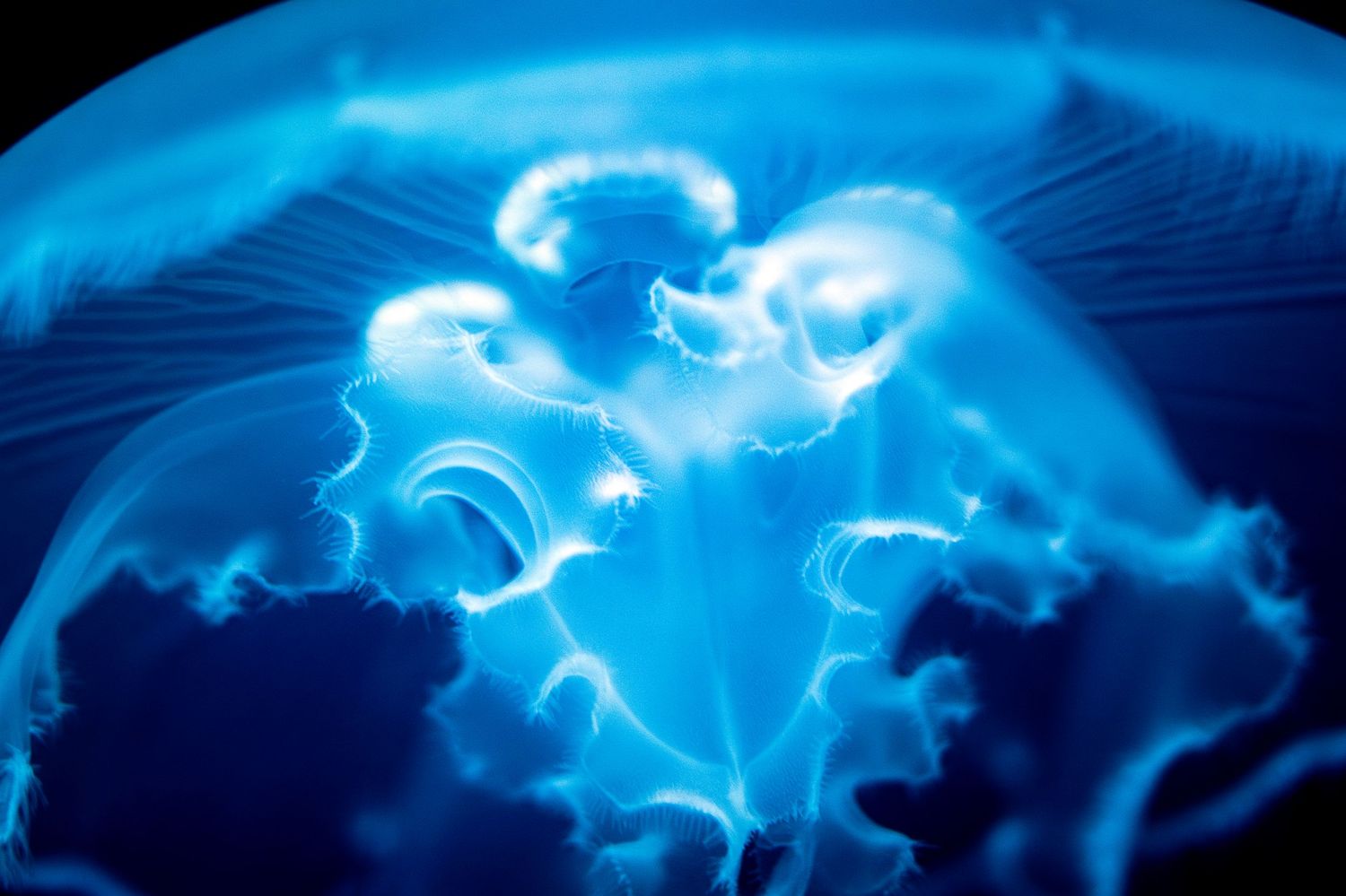 A mesmerizing sequence of blue smoke trails swirling and dancing against a dark background in an artistic pattern.