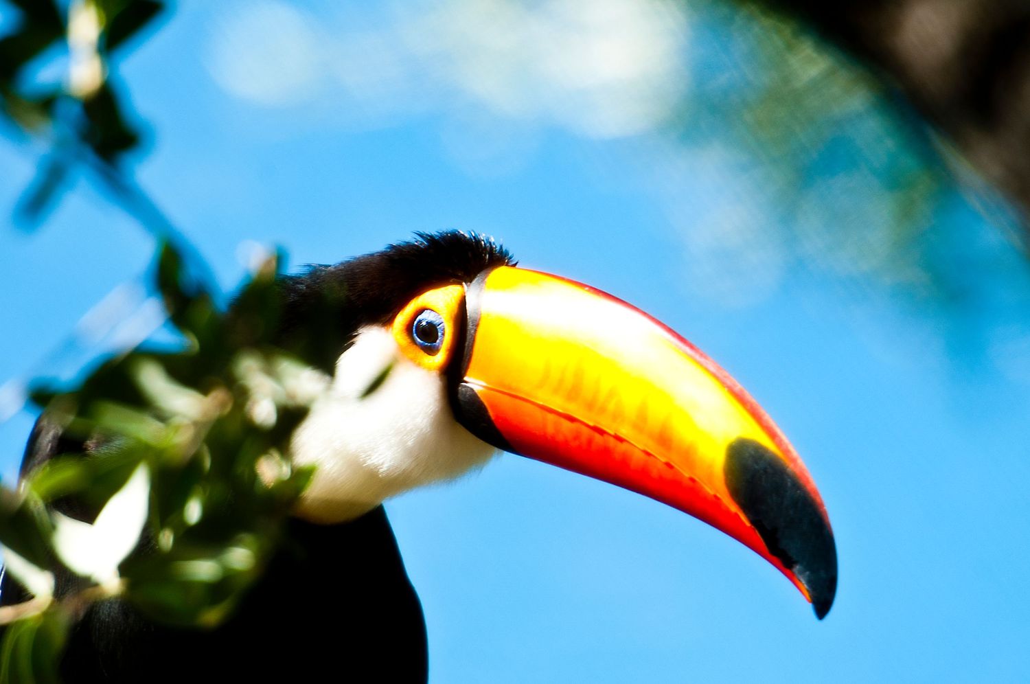 Colorful toucan bird with large orange beak against blue sky.