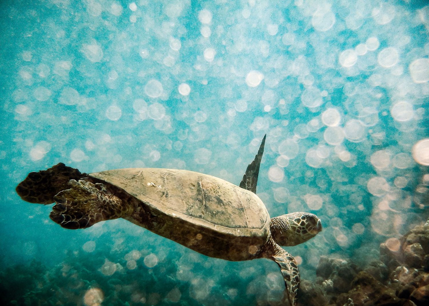 Sea turtle swimming in turquoise waters with sunlight creating bokeh effects.