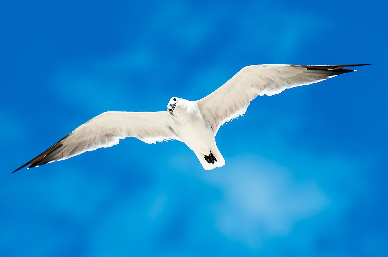 Seagulls soar gracefully against a bright blue sky with wings spread wide.
