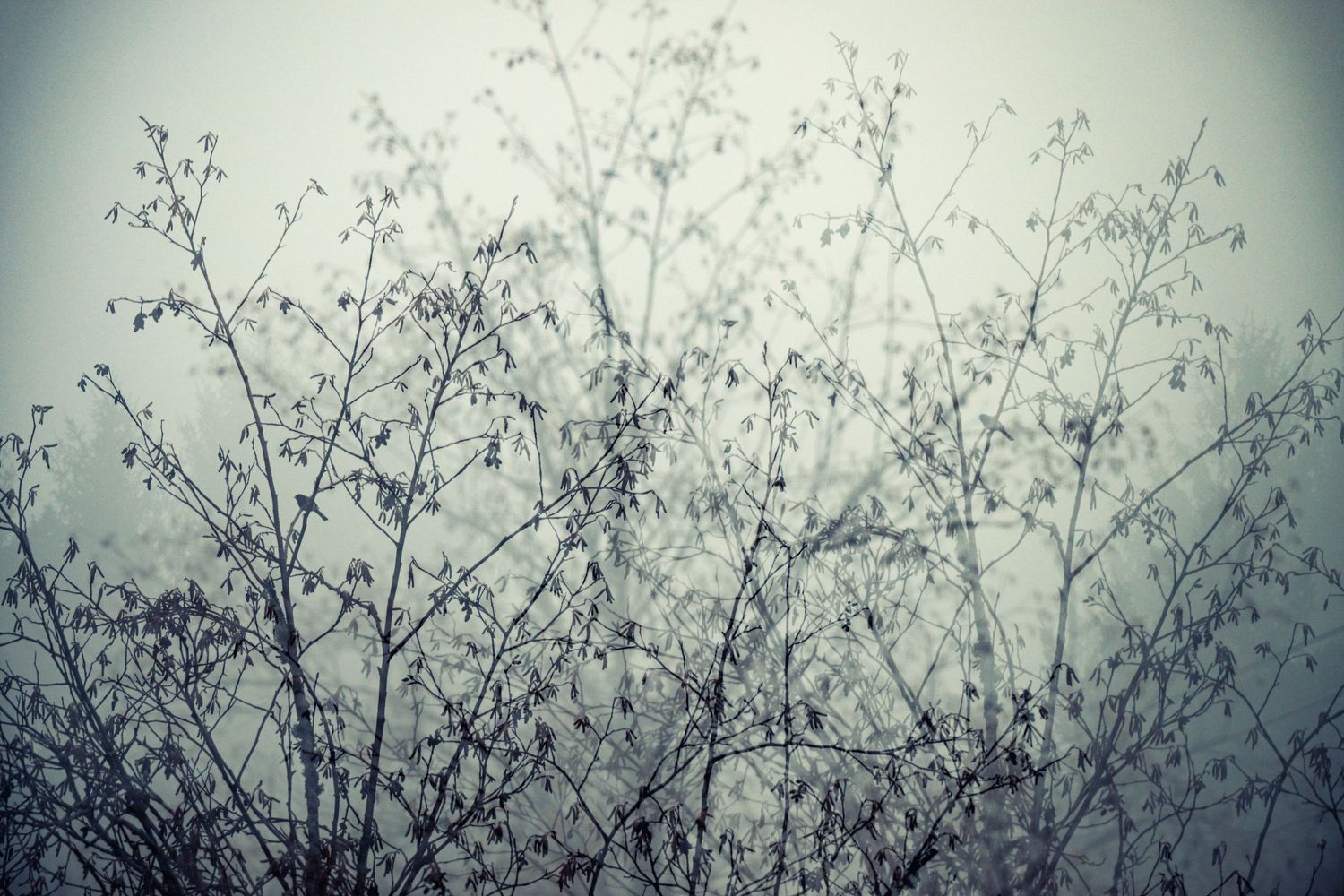 Silhouetted tree branches with delicate twigs create a moody pattern against a misty gray winter sky.