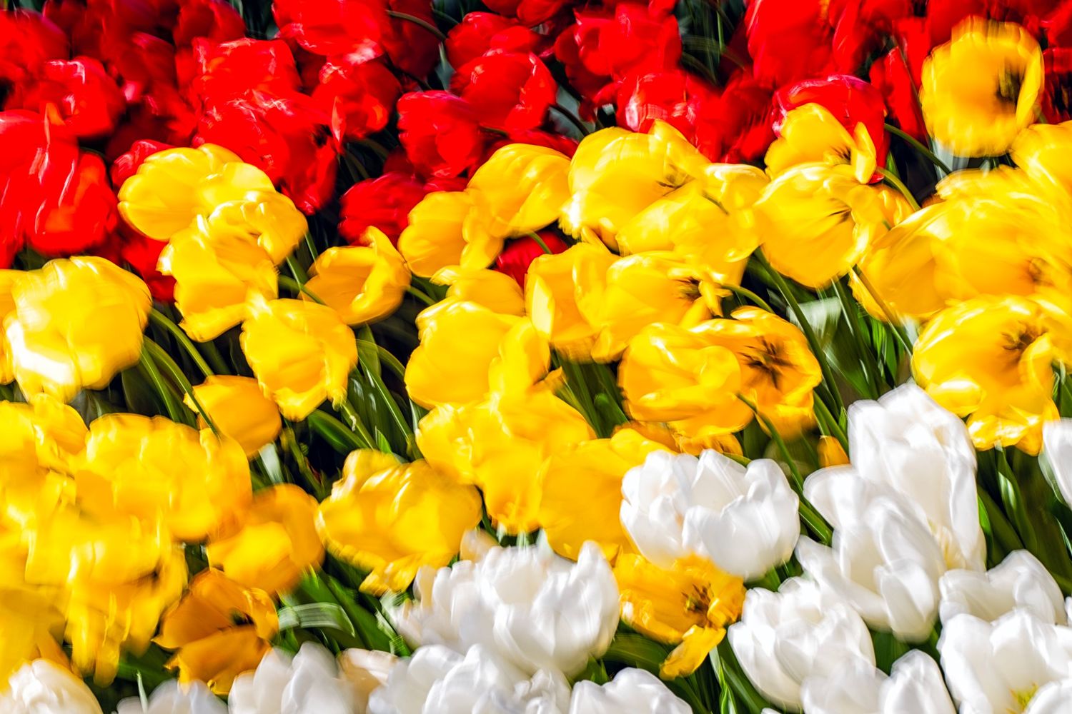 Vibrant tulip field with rows of red, yellow, and white tulips in full bloom.