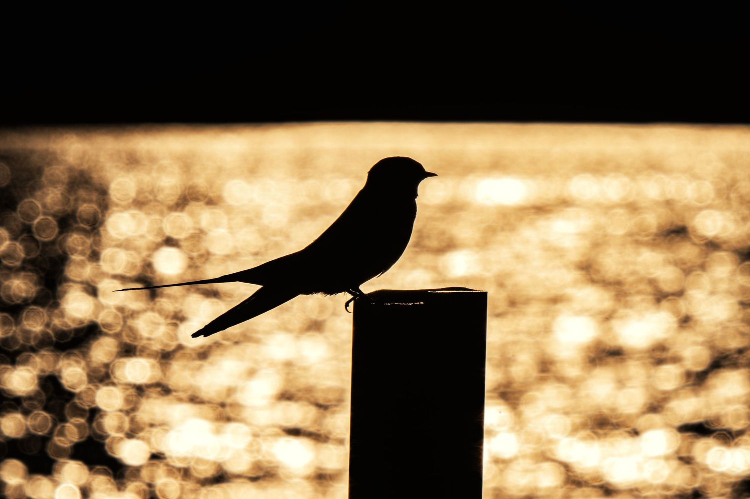 Silhouette of a bird perched on a wooden post against a golden sunset reflecting on calm water.