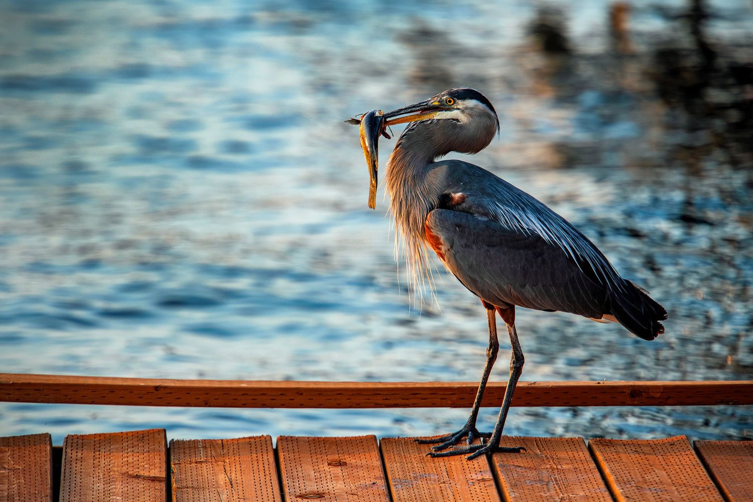 A great blue heron perches on a wooden dock railing overlooking sparkling water at sunset.