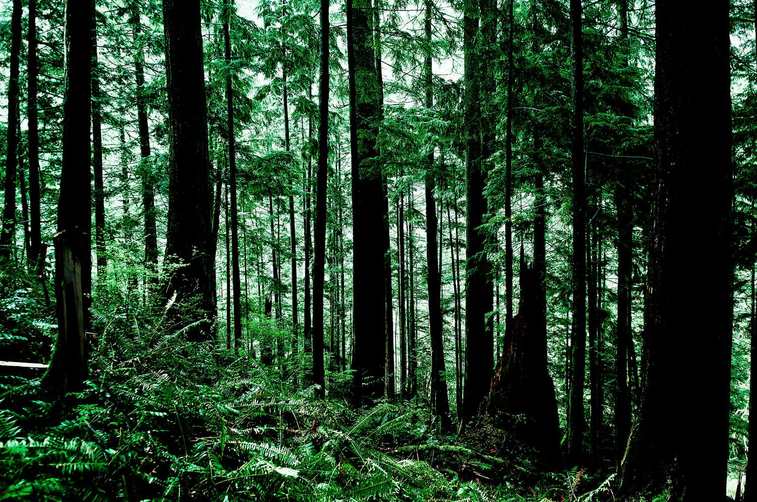 Dense green forest of tall pine trees creating natural canopy in woodland setting.