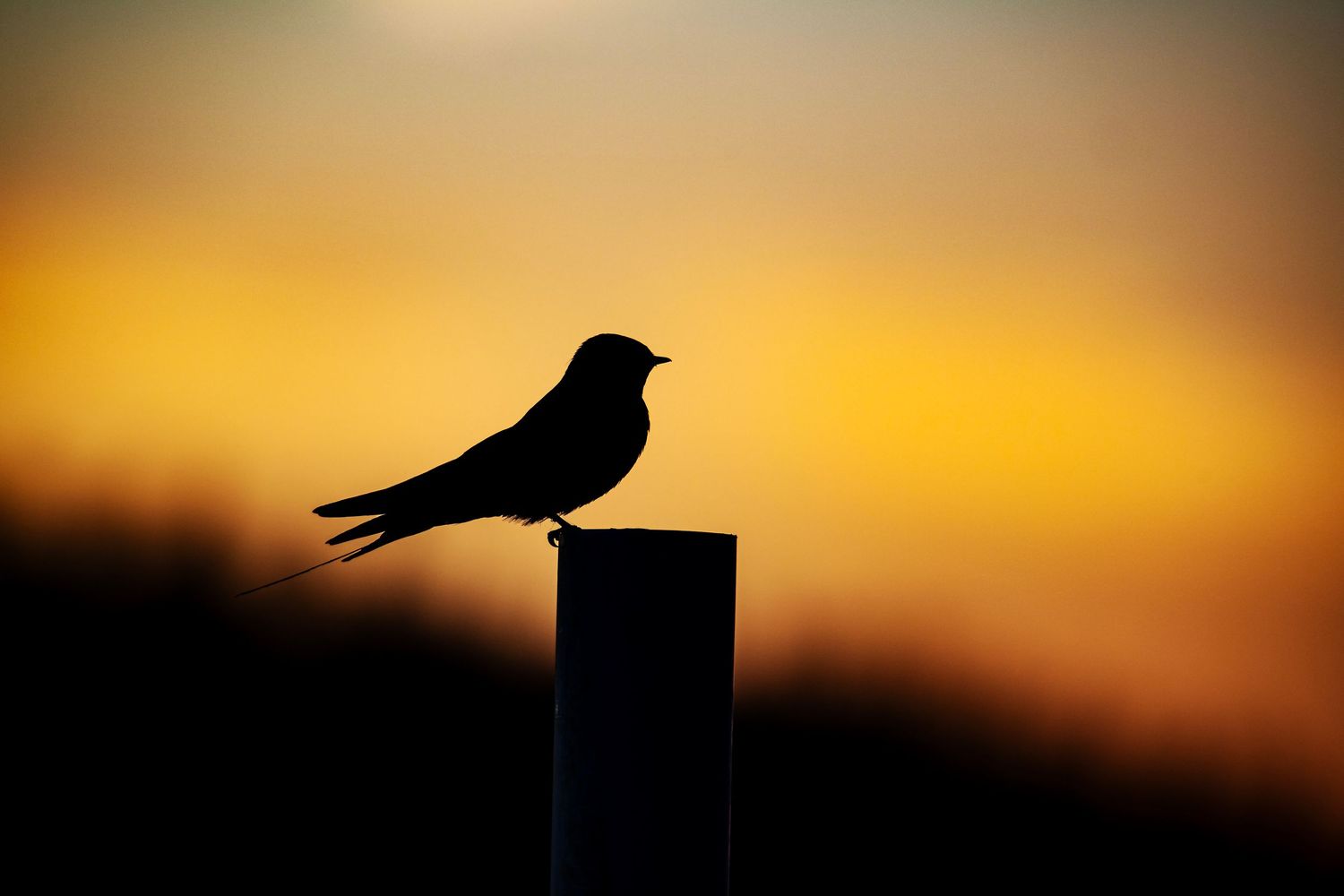 Birds perched on posts silhouetted against a dramatic orange sunset sky.
