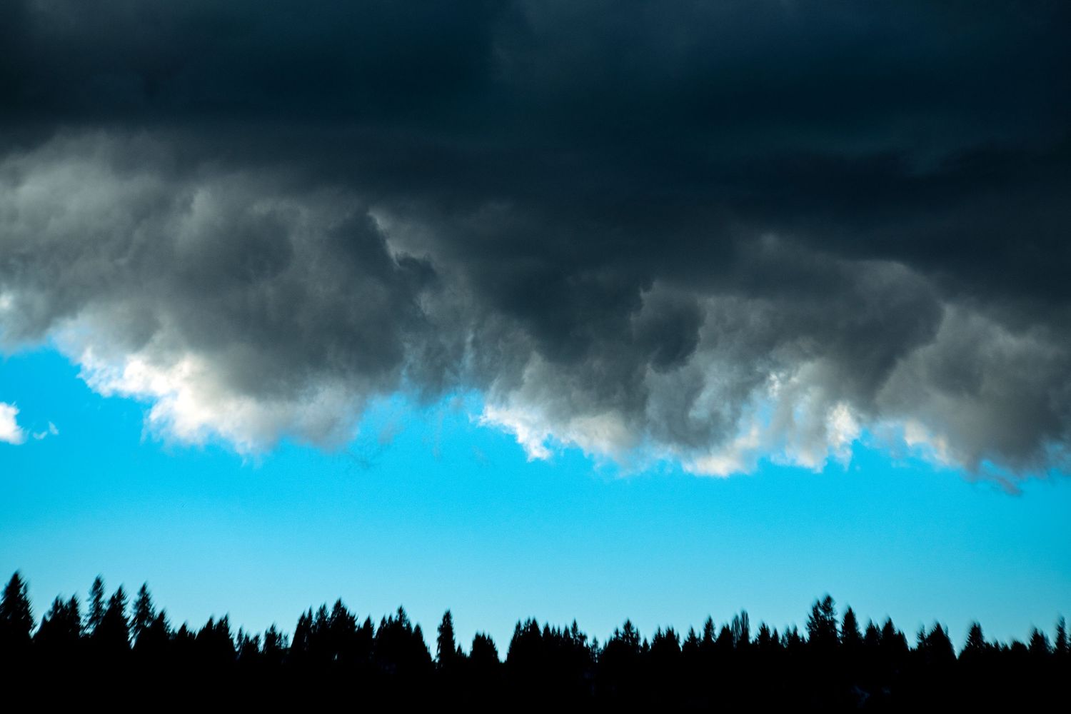 Row of evergreen trees silhouetted against a dramatic stormy sky with dark clouds.
