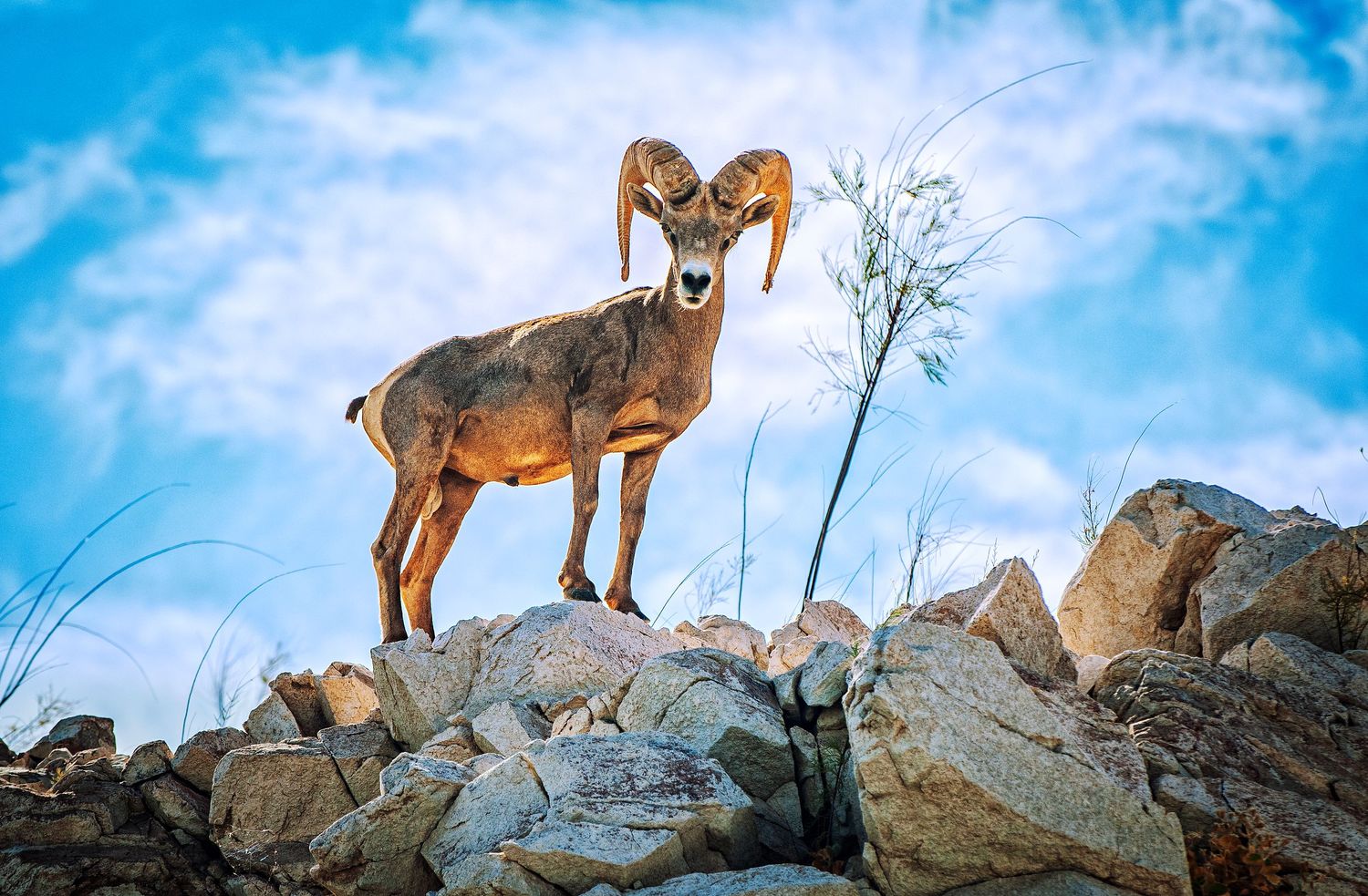 A majestic bighorn sheep stands alert on rocky mountain terrain against a vibrant blue sky background.