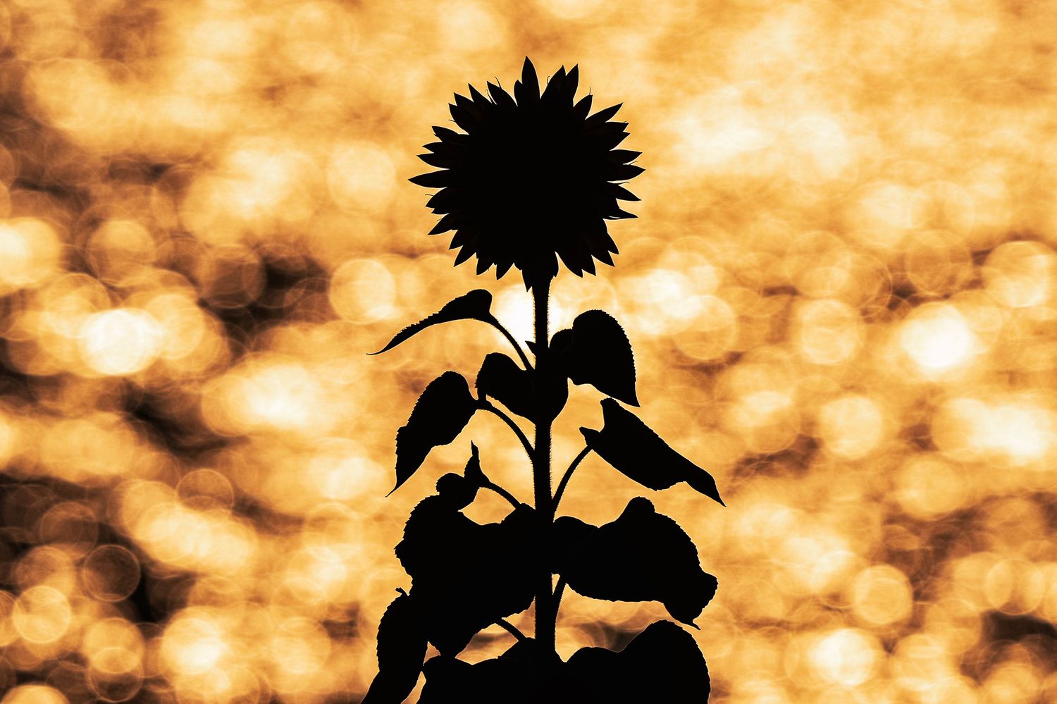 Silhouette of a sunflower against a golden bokeh sunset background.