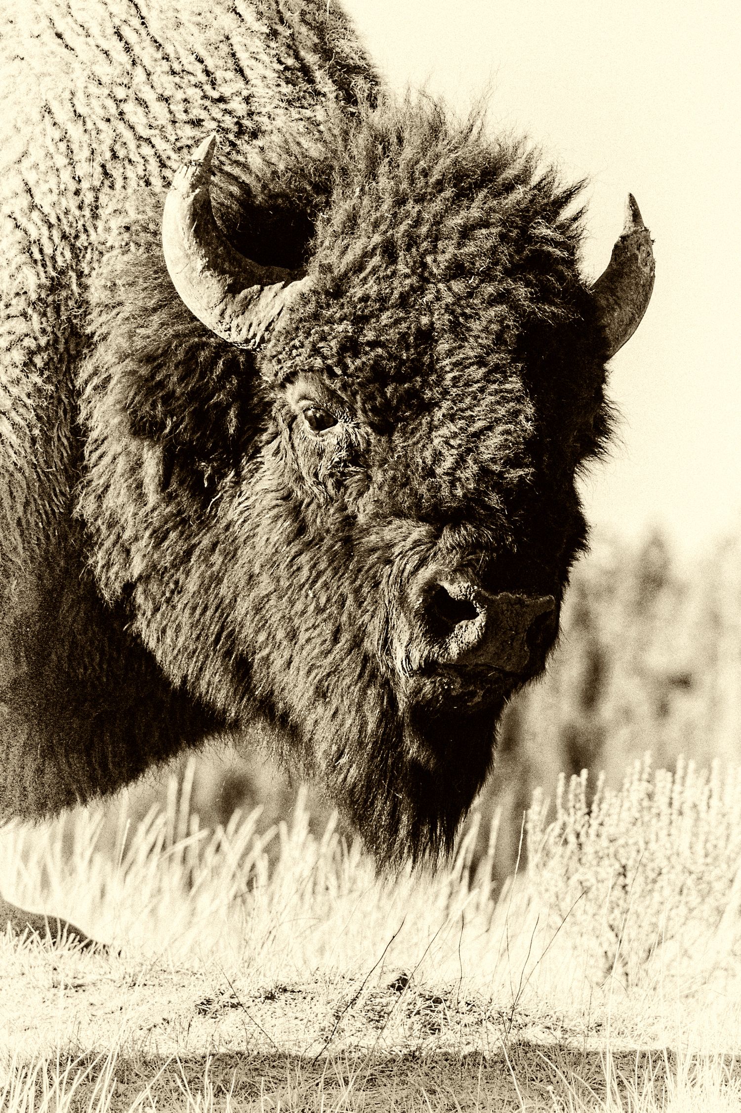 Close-up sepia toned portraits of American bison showing their massive heads and fur.