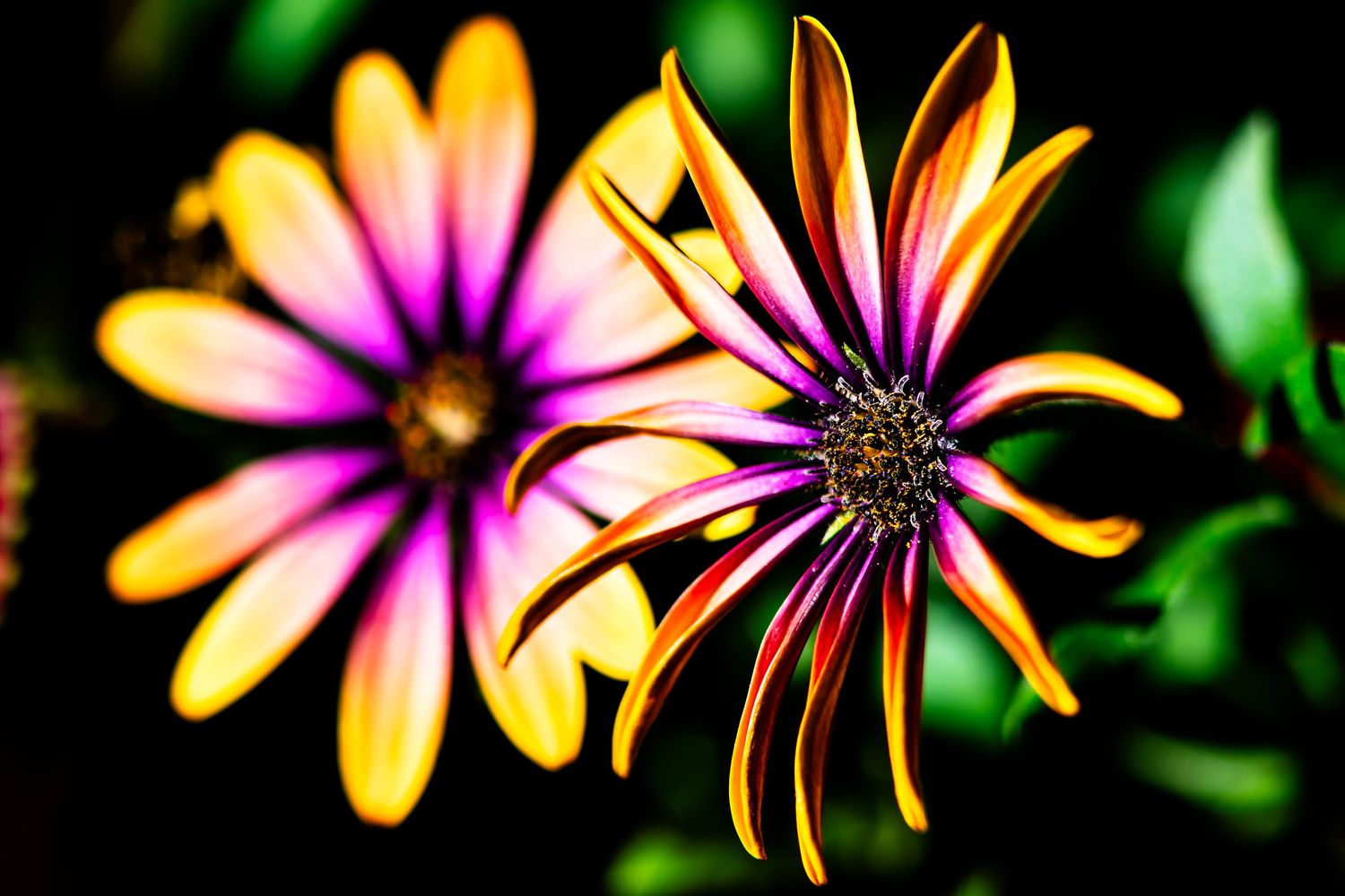 Colorful daisies with yellow and pink petals bloom against a dark green background.