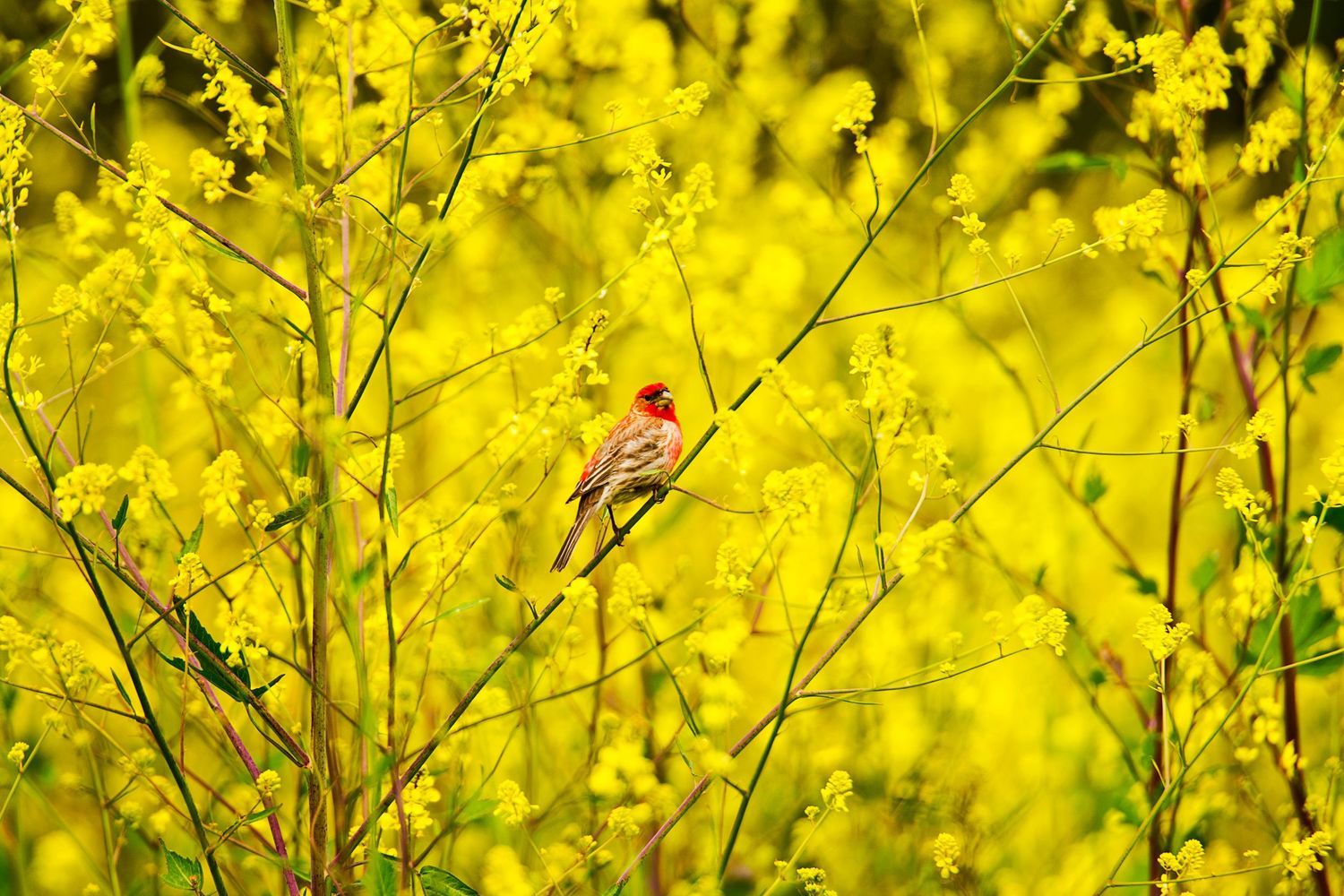 Bright yellow canola flowers blooming in a sunny field.