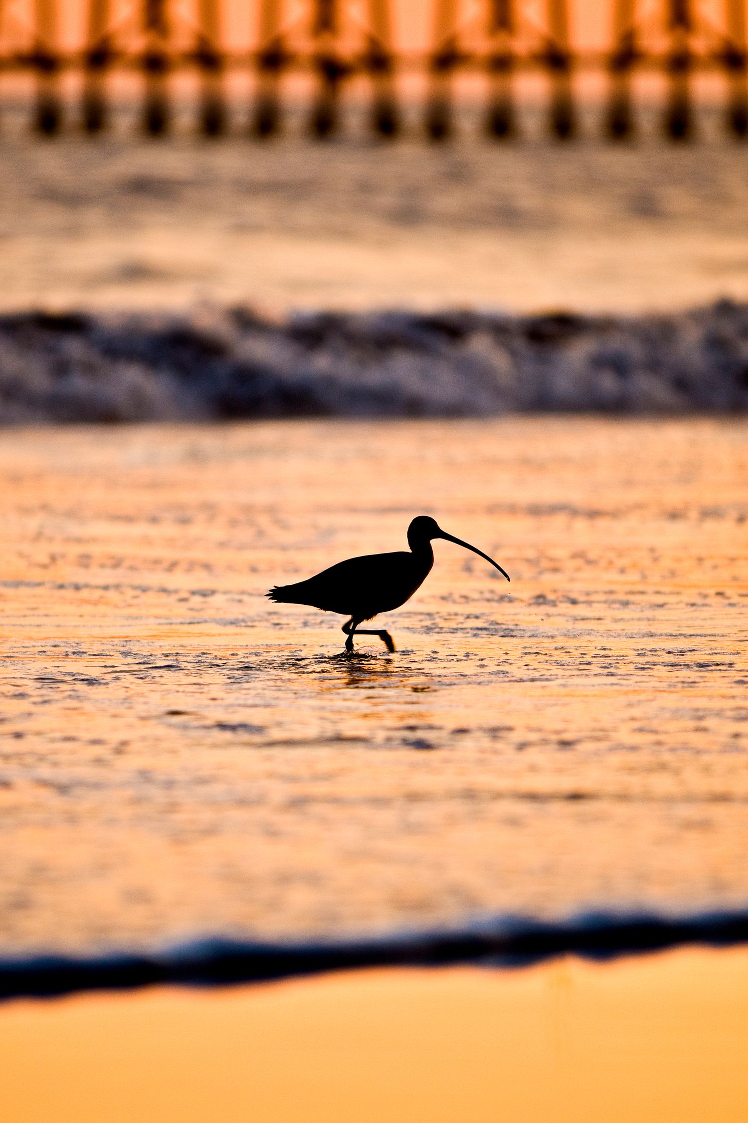 Silhouette of curlew walking along beach at sunset with orange sky reflection.