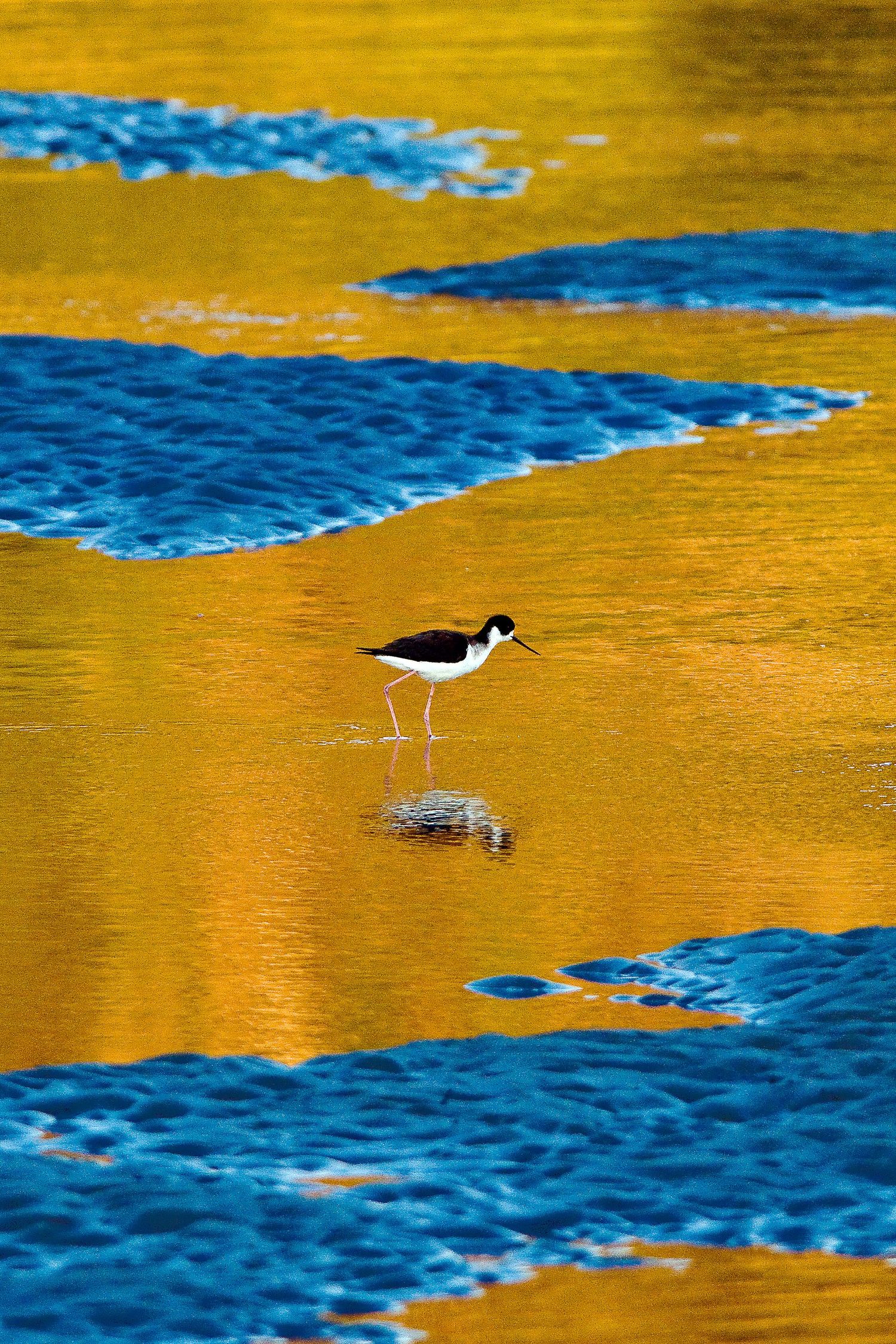 Black-necked stilt wading in golden reflective water with blue waves.