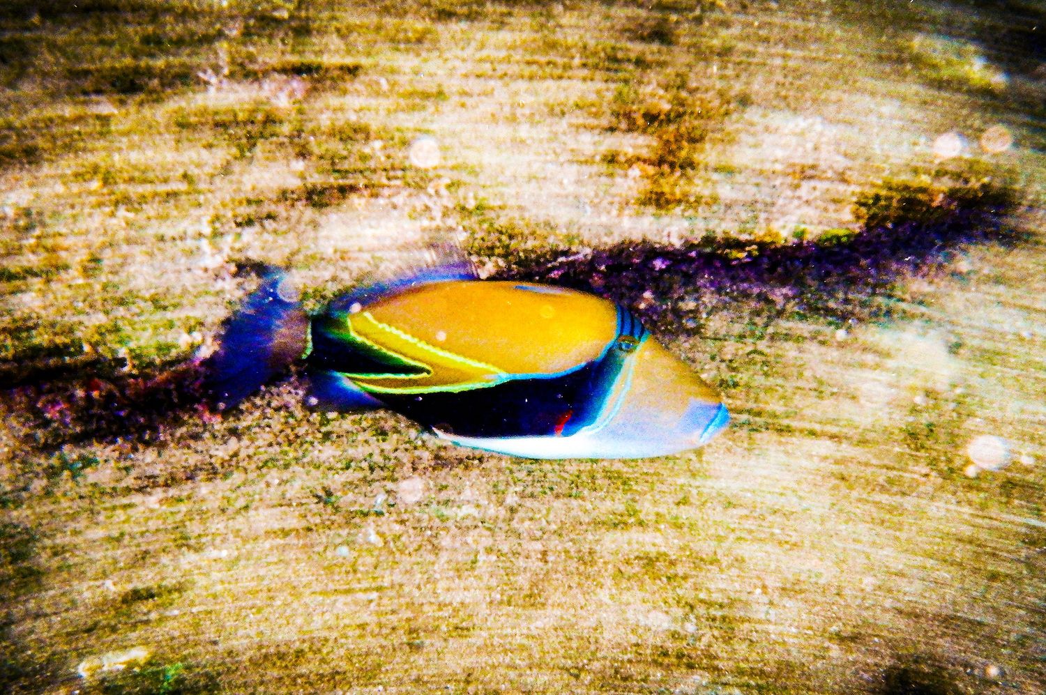 humuhumunukunukuāpuaʻa reef trigger fish