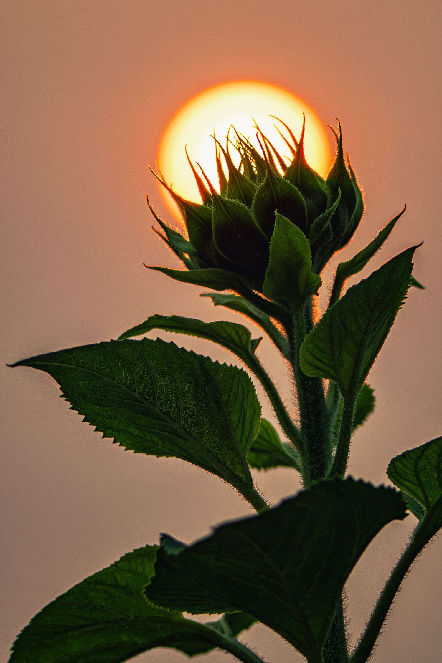 Silhouette of a sunflower bud against a glowing orange sunset sky, with green leaves backlit by the sun.