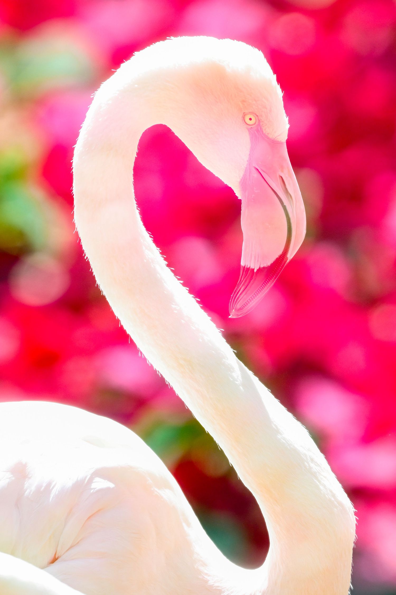 A white flamingo with an elegantly curved neck set against a vivid pink floral bokeh background.