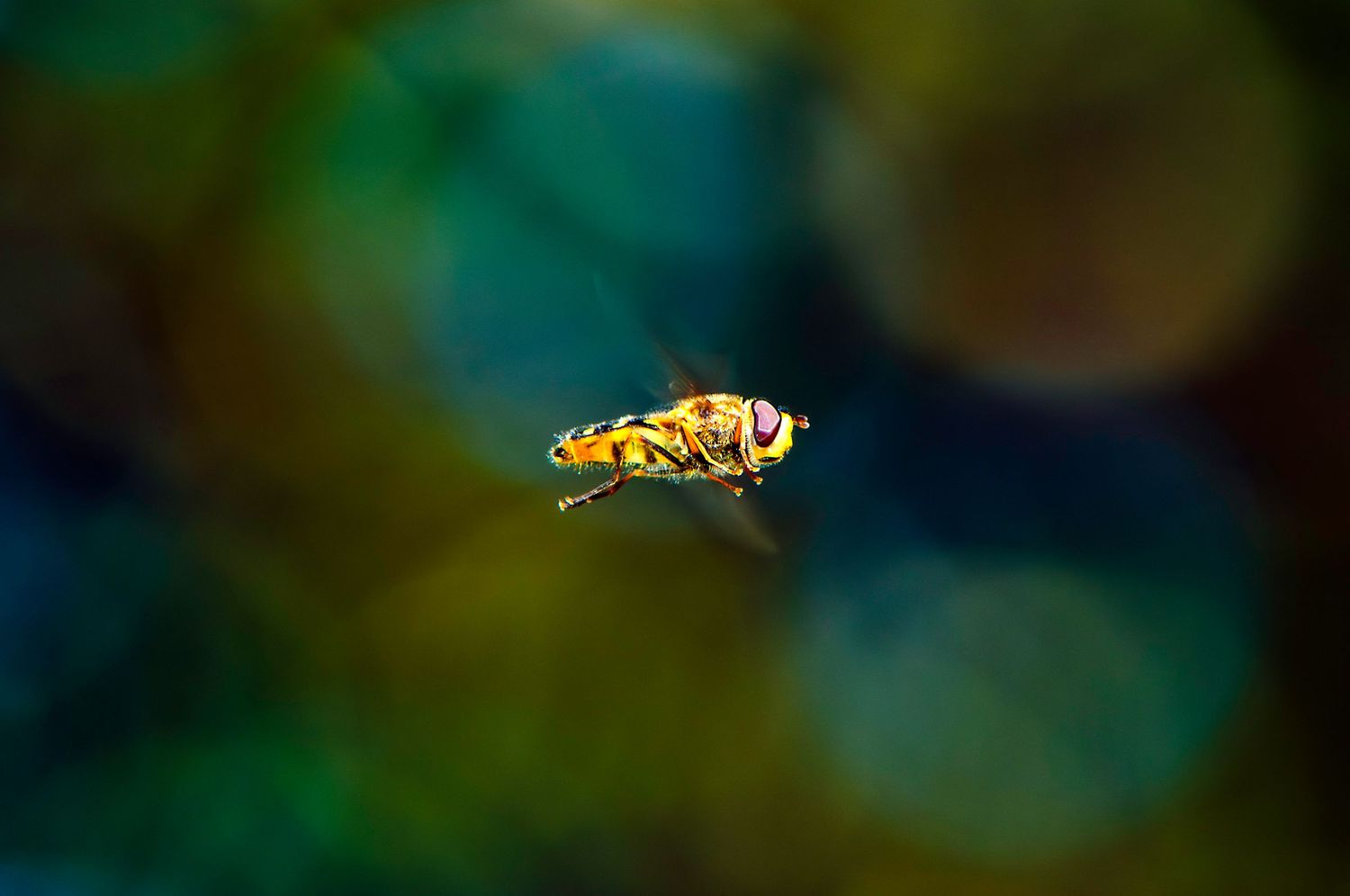 bee in flight