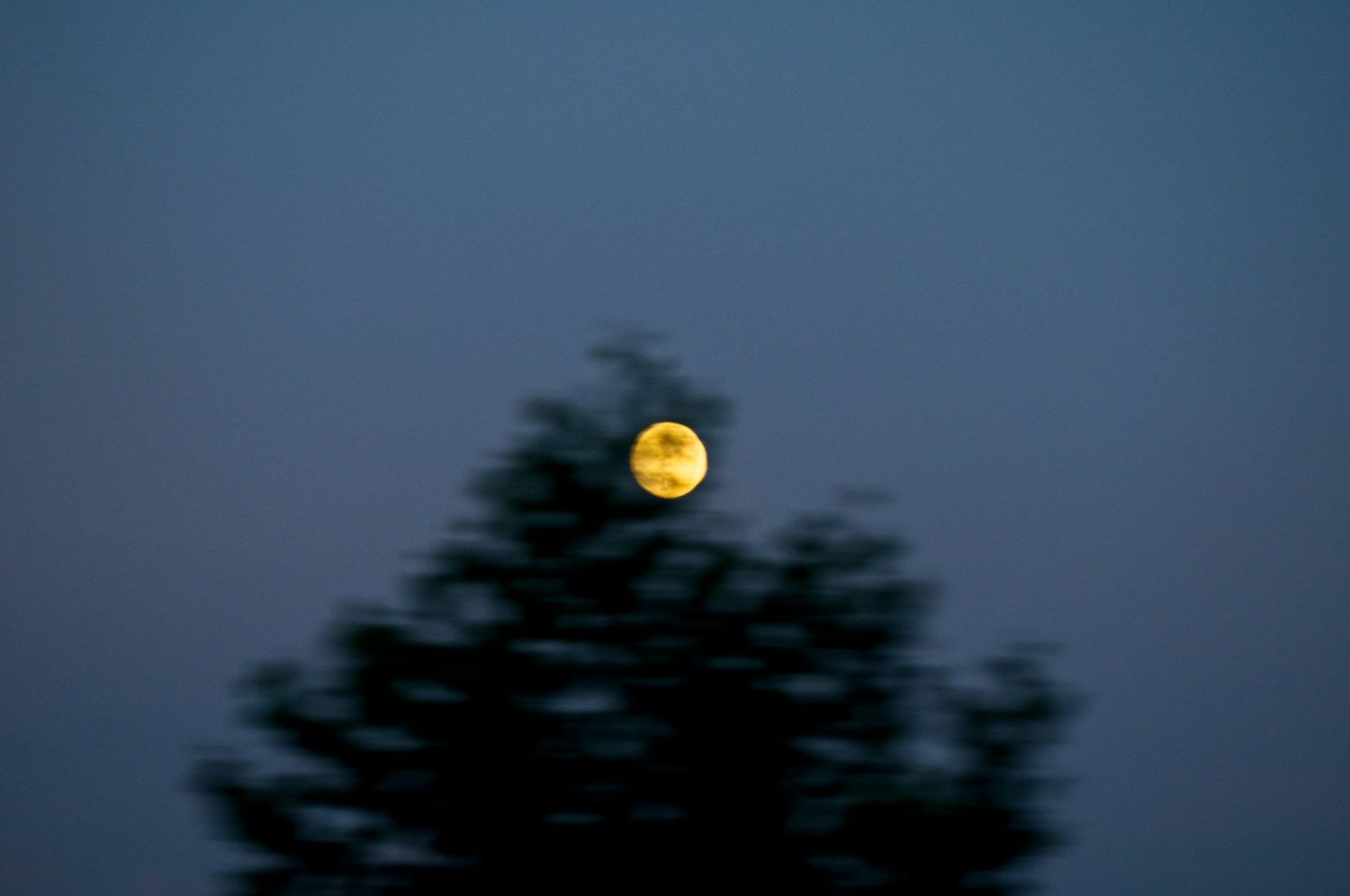 Full yellow moon rising behind dark tree silhouettes at dusk.