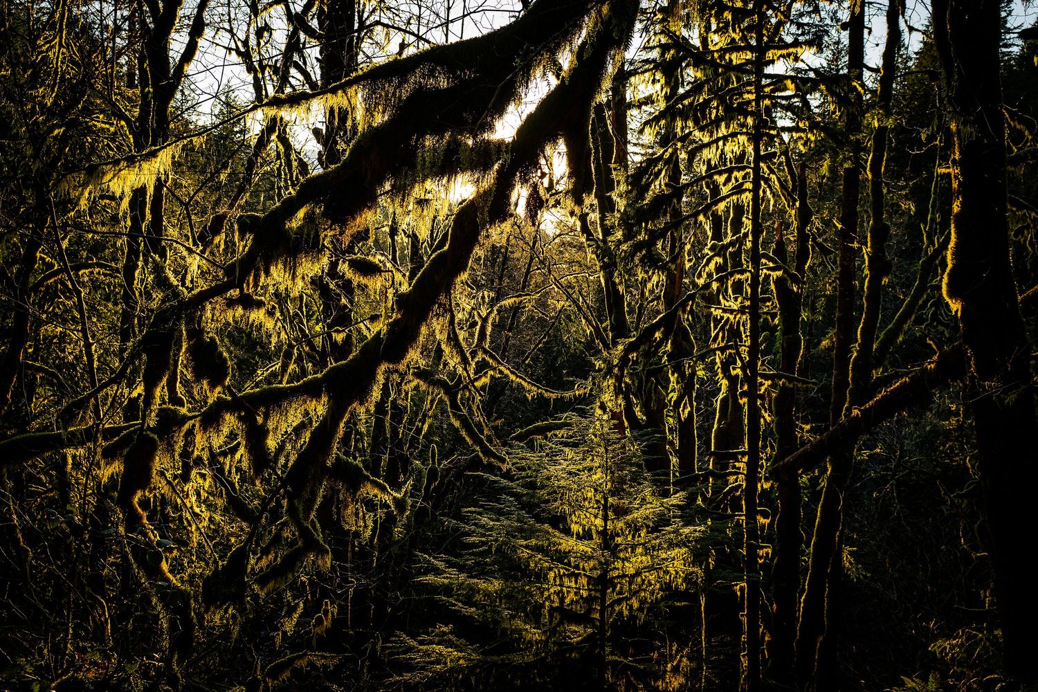 Sunlight filters through a dense forest canopy creating a mystical path through moss-covered trees.