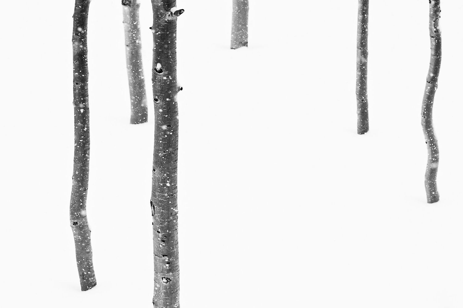 Minimalist black and white winter forest scene with stark tree trunks against snow.