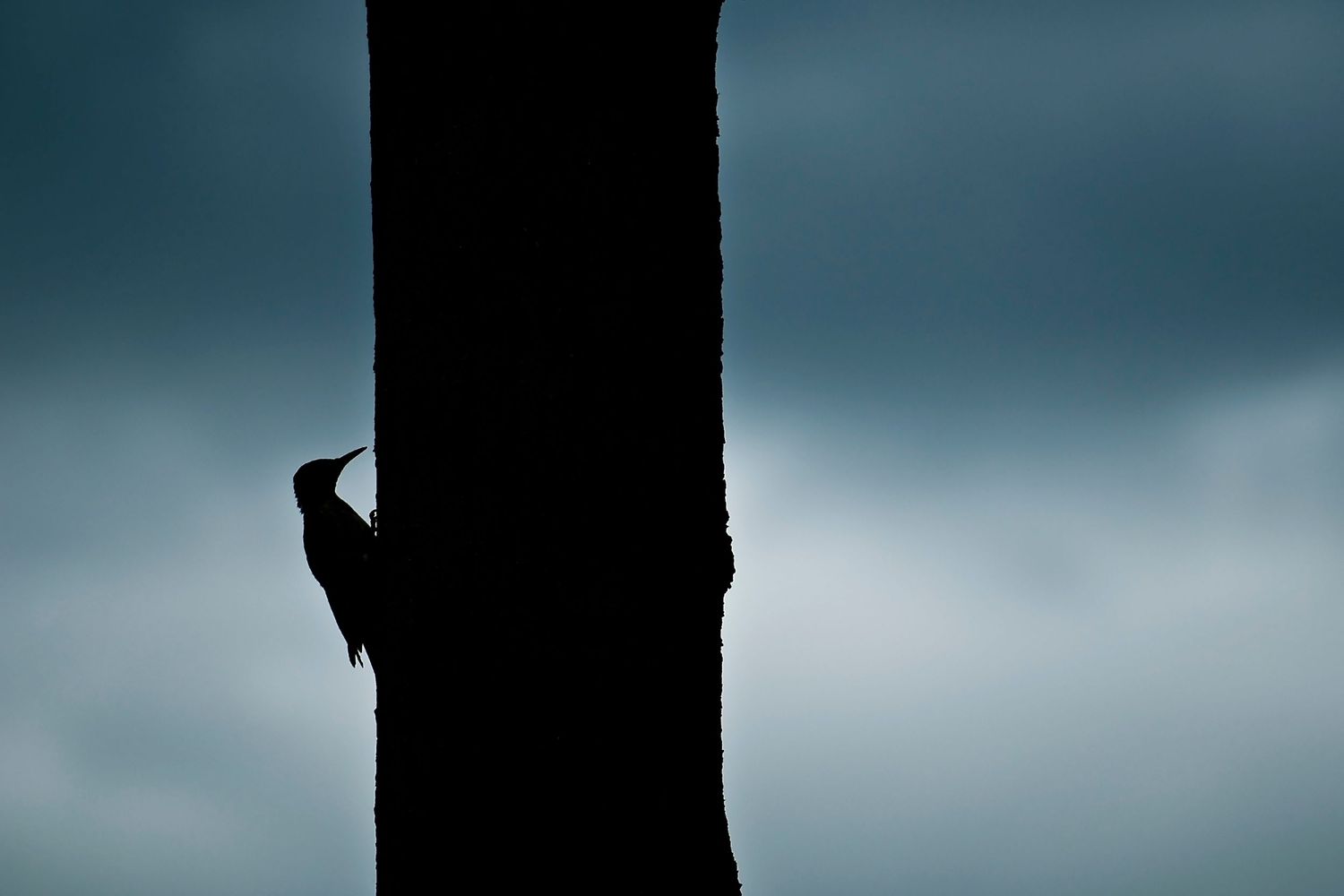 Silhouette of woodpecker on tree trunk against stormy sky.
