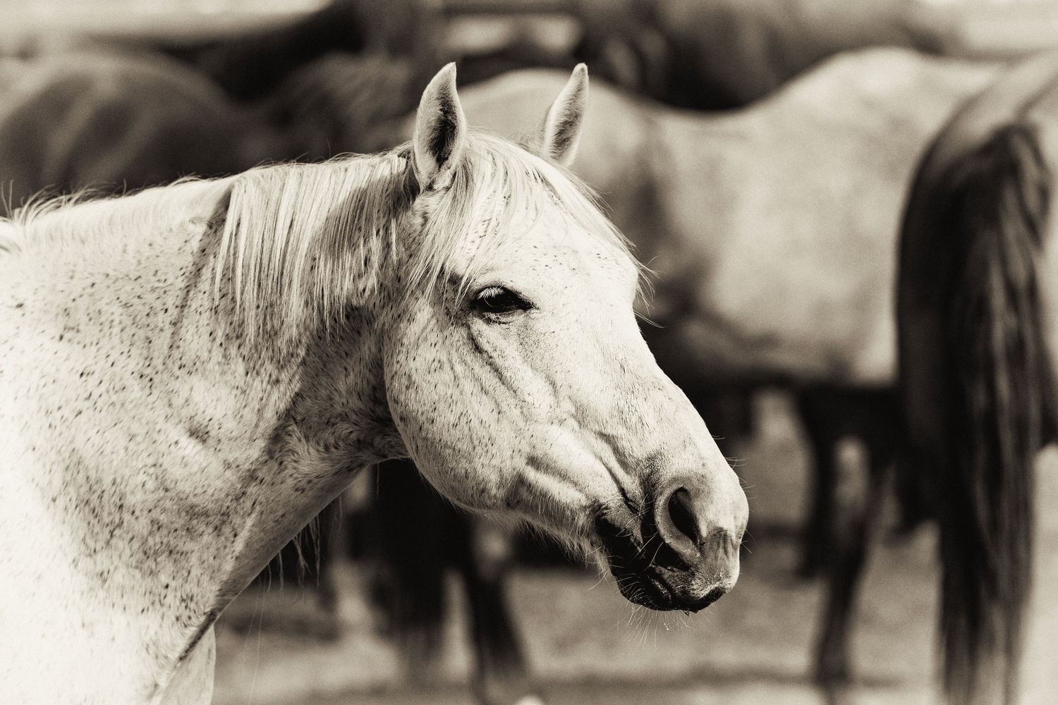 Sepia-toned portrait of a white horse standing among a herd, showcasing its elegant profile and flowing mane.