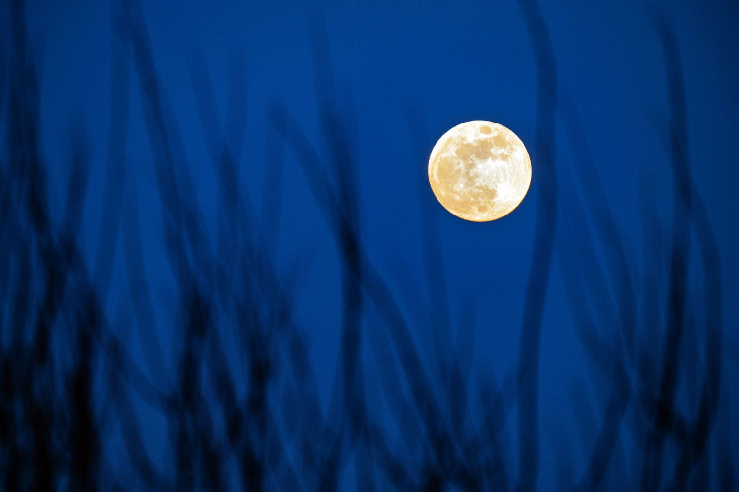 A bright full moon glows in a deep blue night sky with dark silhouetted tree branches in the foreground.
