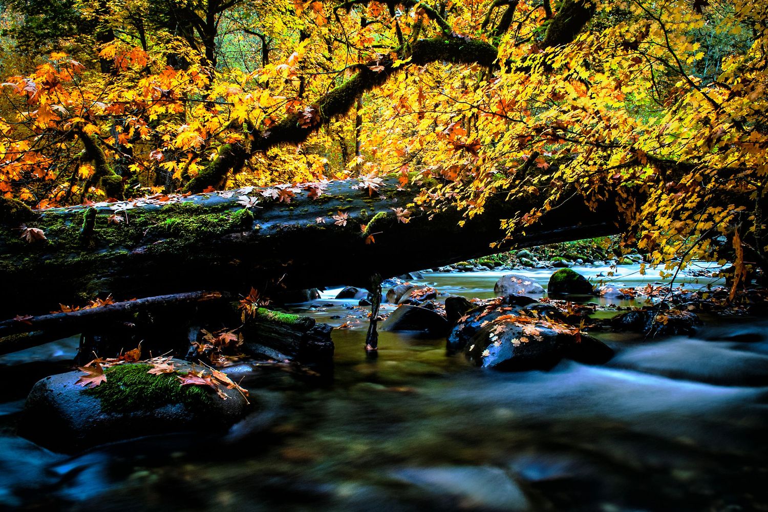 Autumn leaves frame a flowing stream with golden light filtering through the trees.