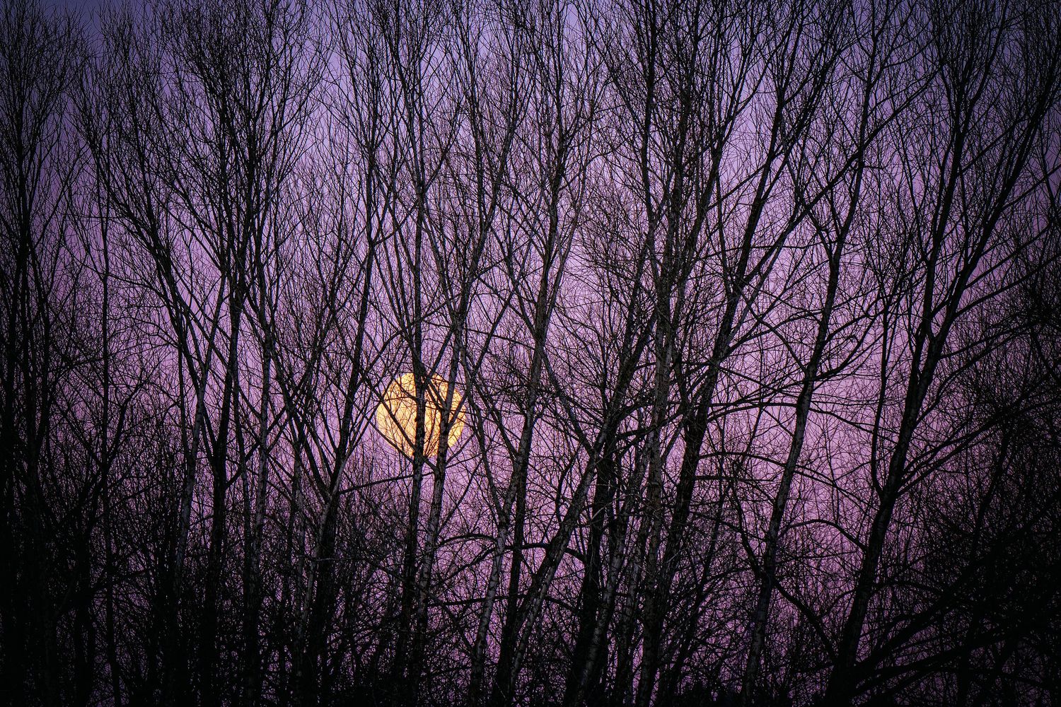 Full moon glowing through bare tree branches against a purple twilight sky.