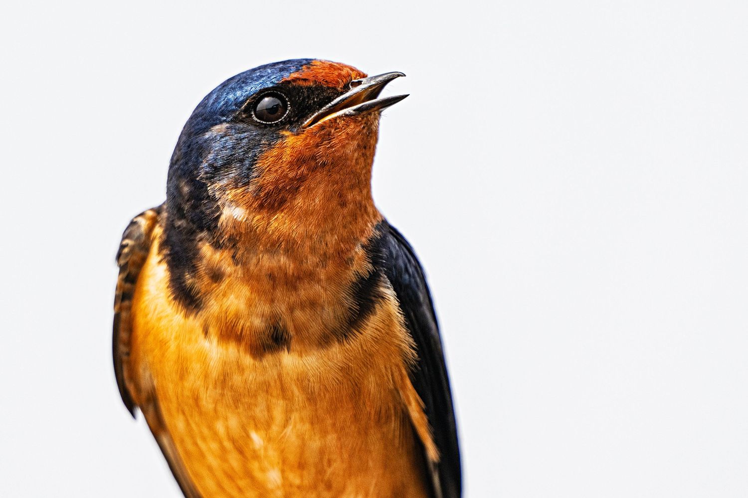 Close-up of a barn swallow with vibrant orange breast and iridescent blue plumage against a white background.