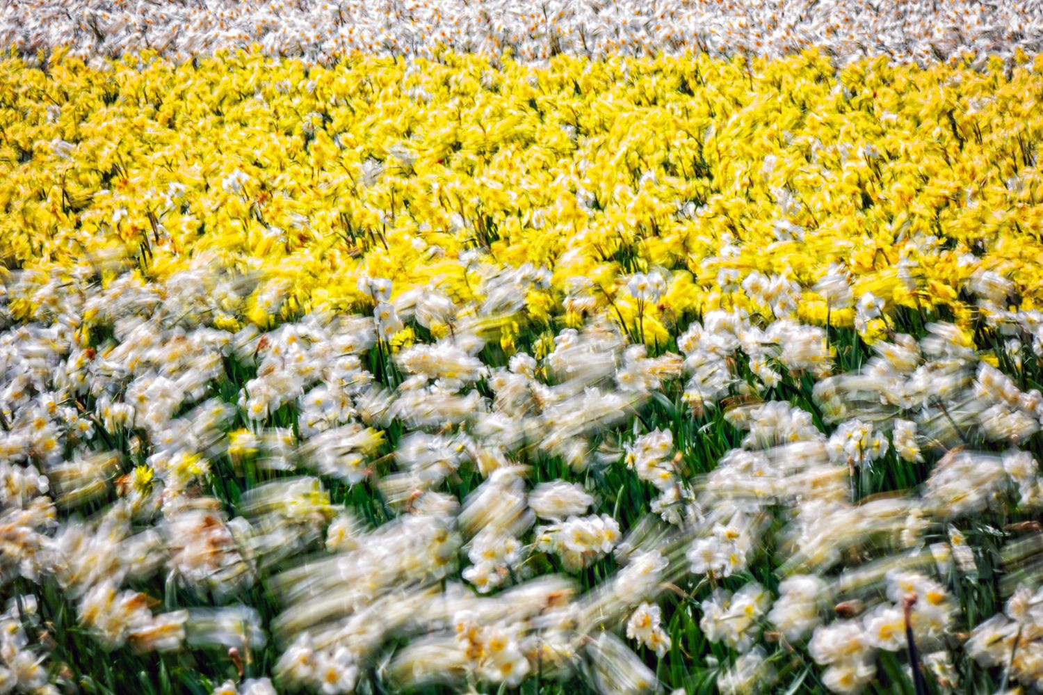 A vibrant field of white and yellow daffodils in full bloom, captured with a soft motion blur effect.