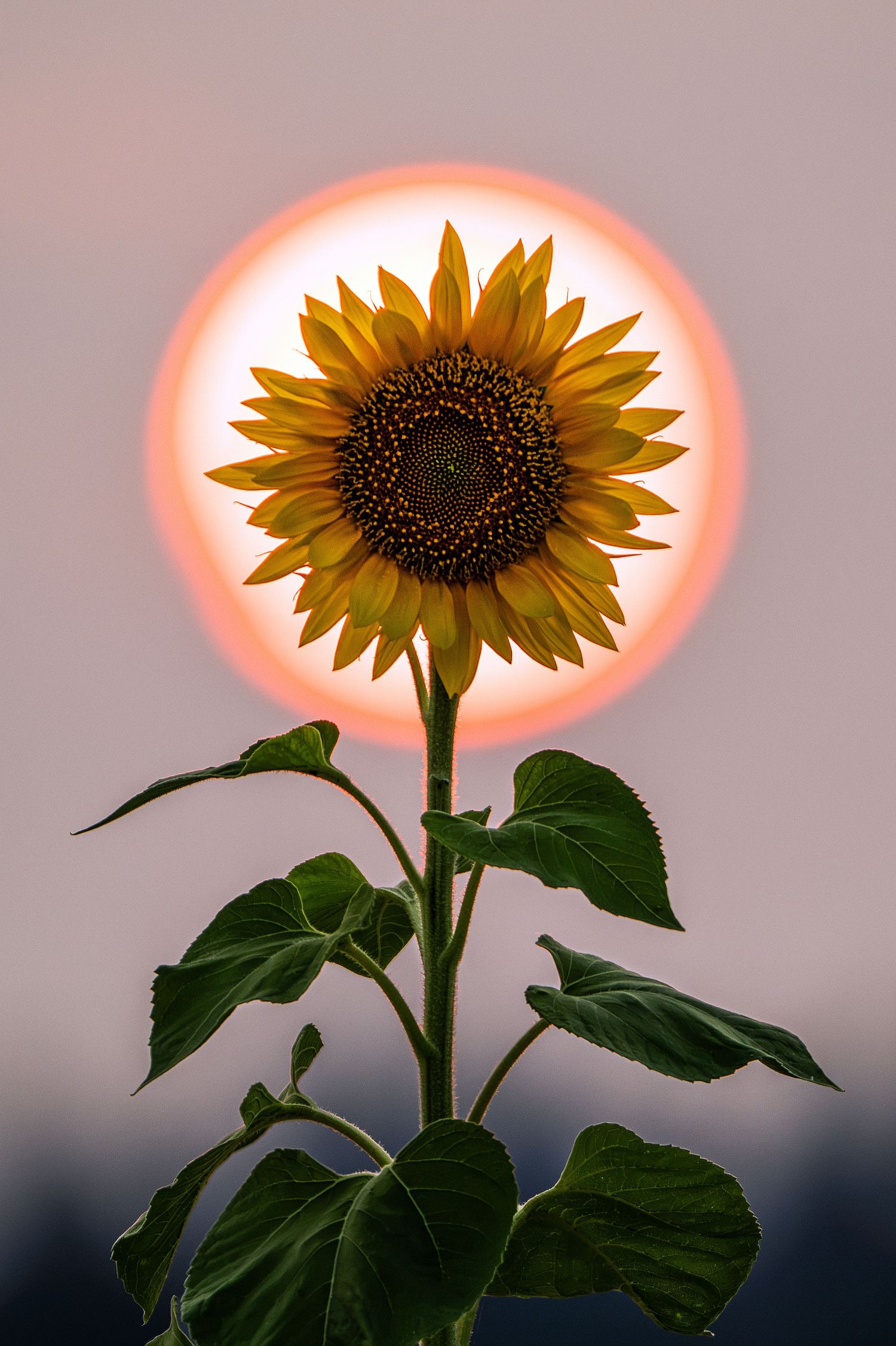 A vibrant sunflower silhouetted against a glowing orange sun during sunset with lush green leaves.