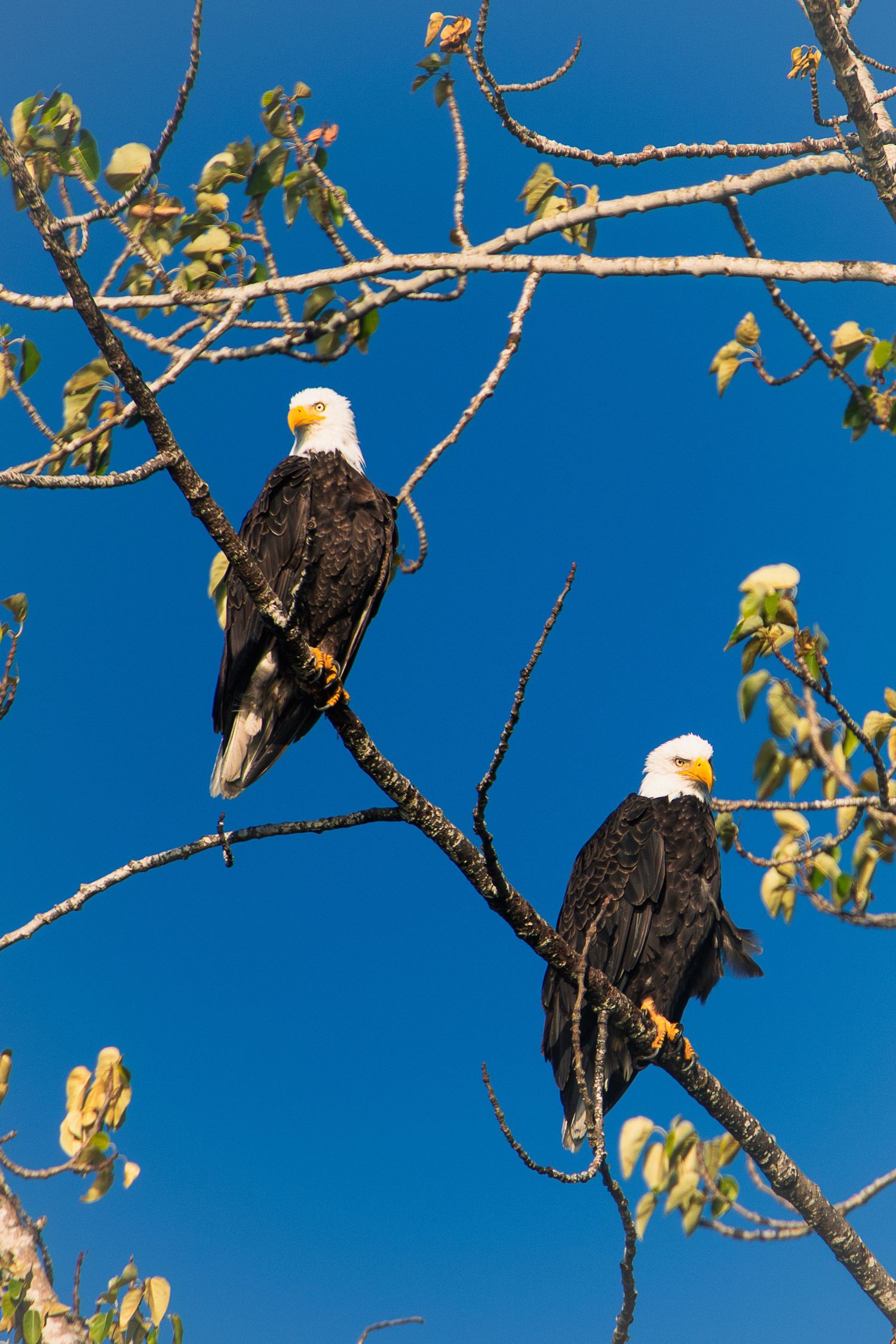 Two bald eagles perched on tree branches against bright blue sky.