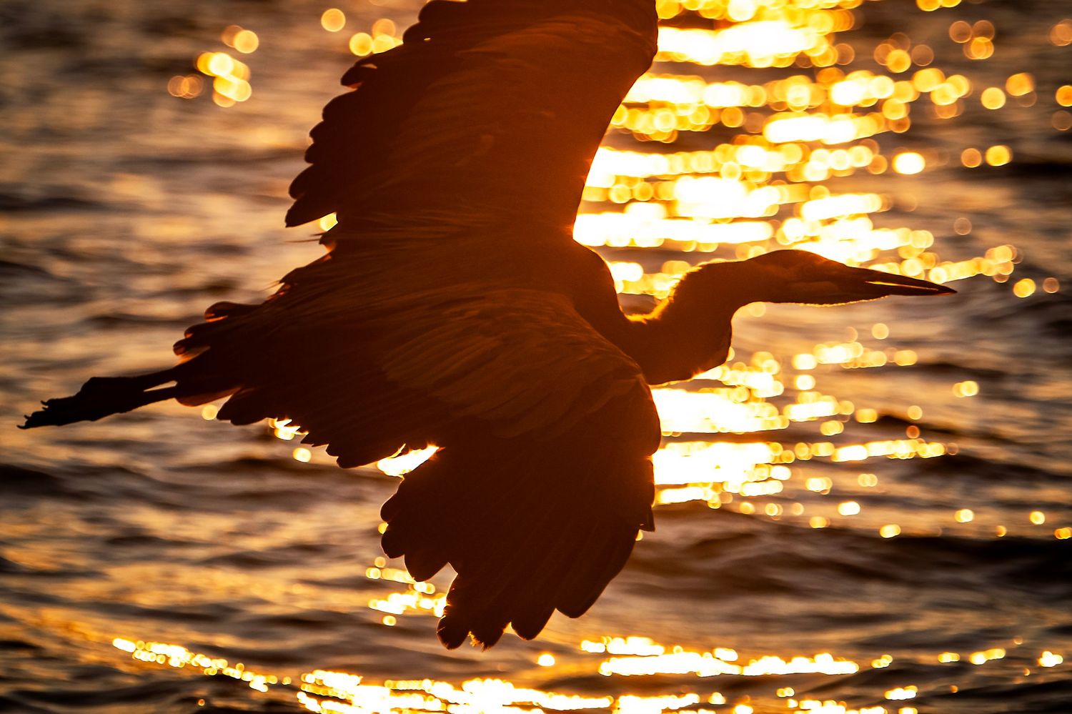 Heron silhouette flying over water at sunset with golden light reflection.