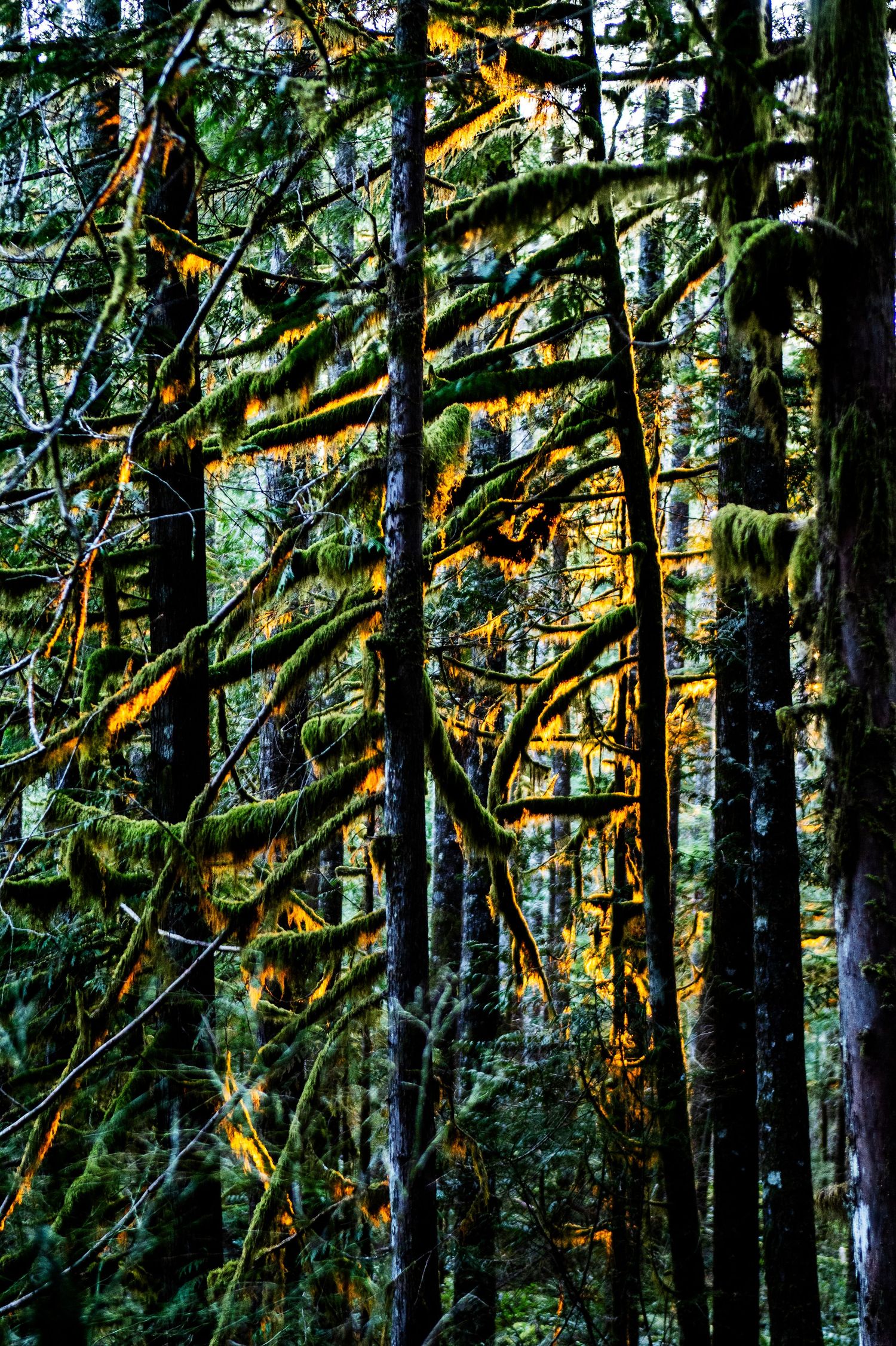 Golden sunlight filters through mossy evergreen forest trees creating dramatic shadows and illuminated branches.