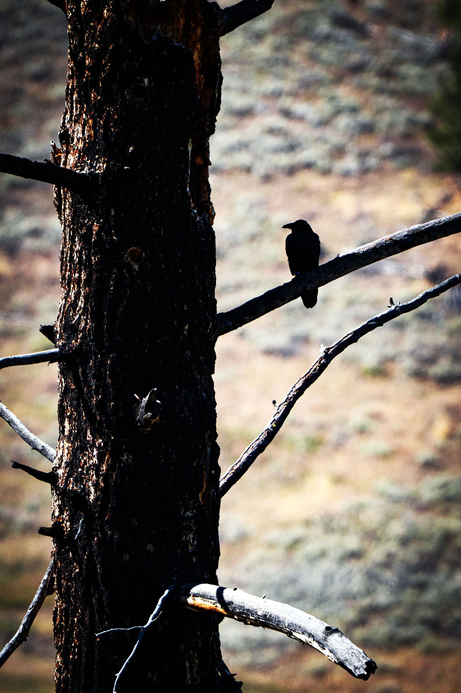 Small bird perched on a branch against a weathered pine tree trunk.