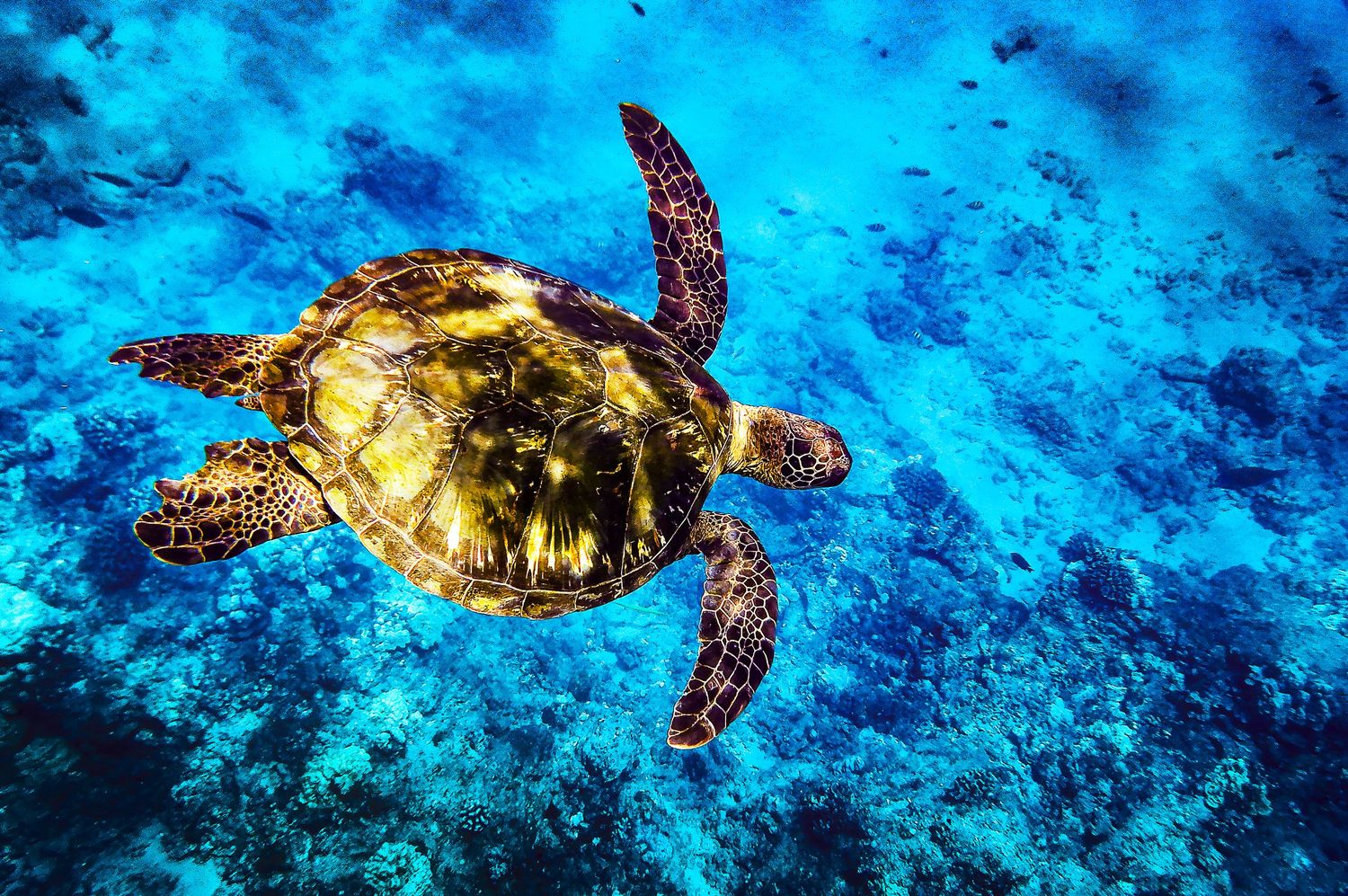 Sea turtle swimming in crystal clear blue ocean waters over a coral reef.